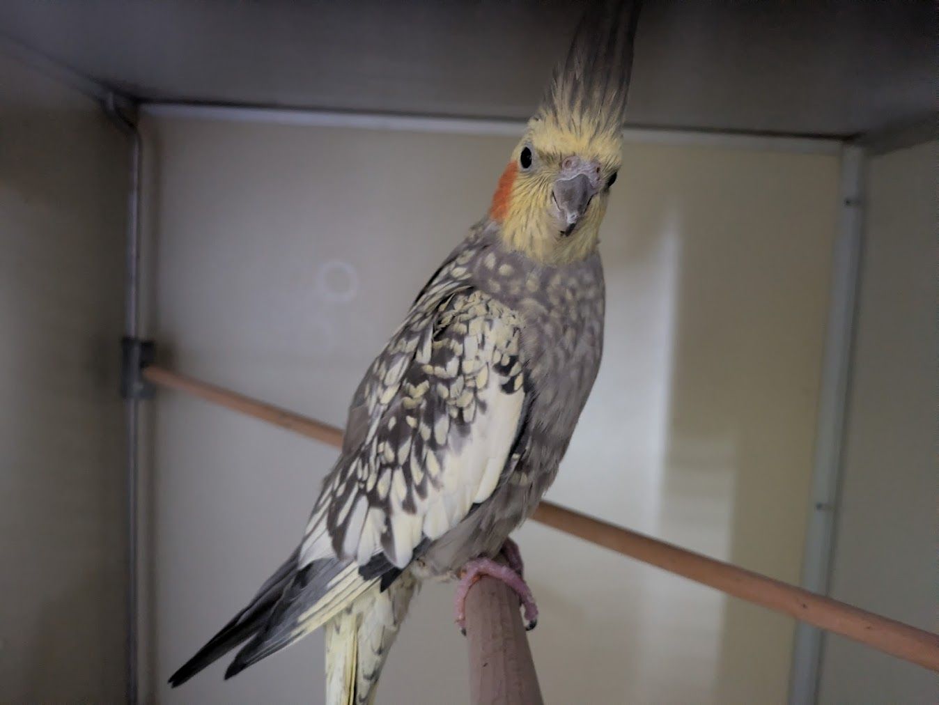 Gleich drei Nymphensittiche haben sich offenbar in Wien verflogen. 