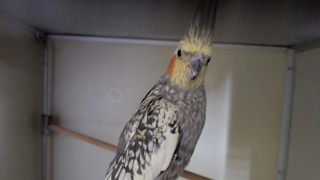 Heute.at - Verflogen oder ausgesetzt? 3 Sittiche in Wien gerettet