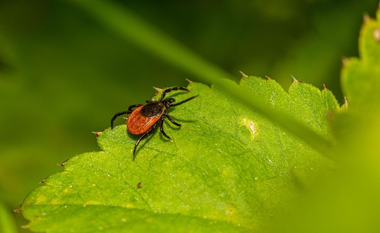 Zecke - Makroaufnahme zum Erkennen