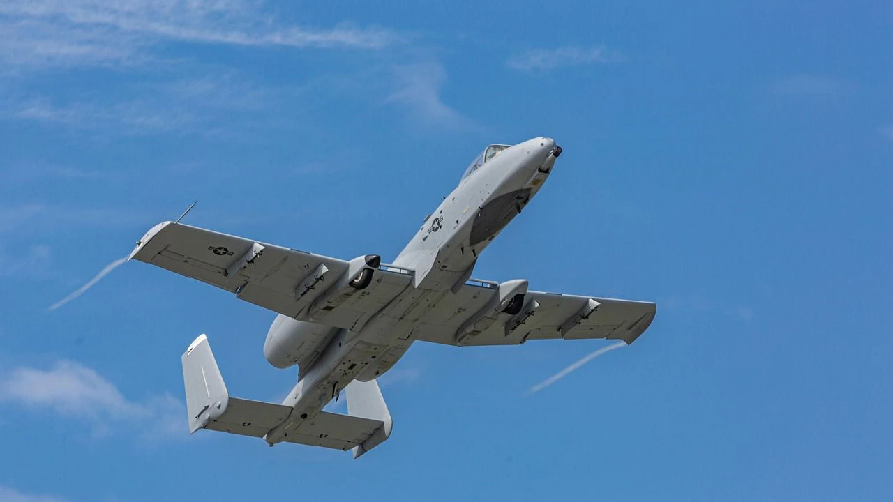 Heute.at - Das legendäre Warzenschwein ist zurück