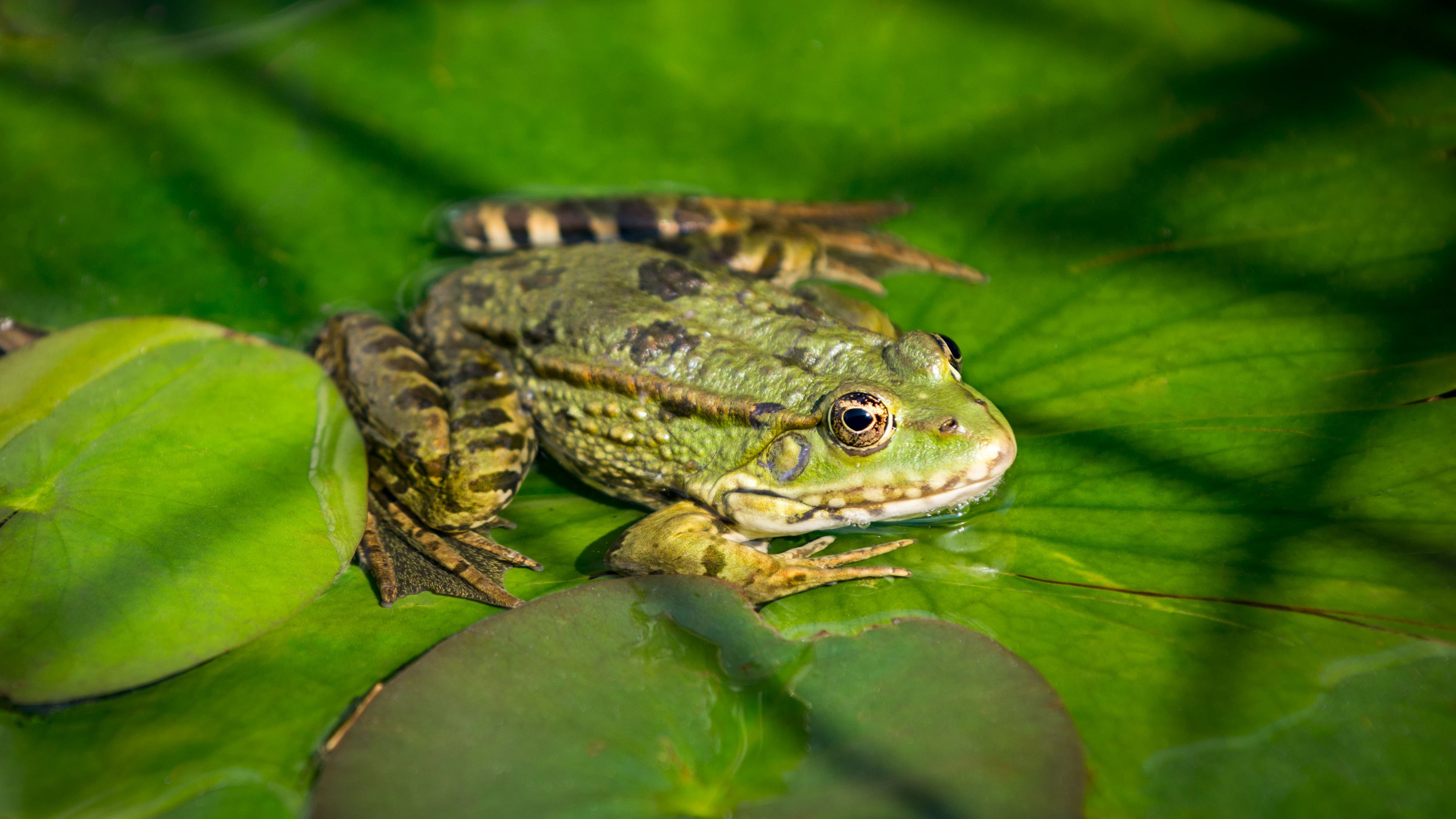 Frösche sind heuer früher auf Wanderschaft