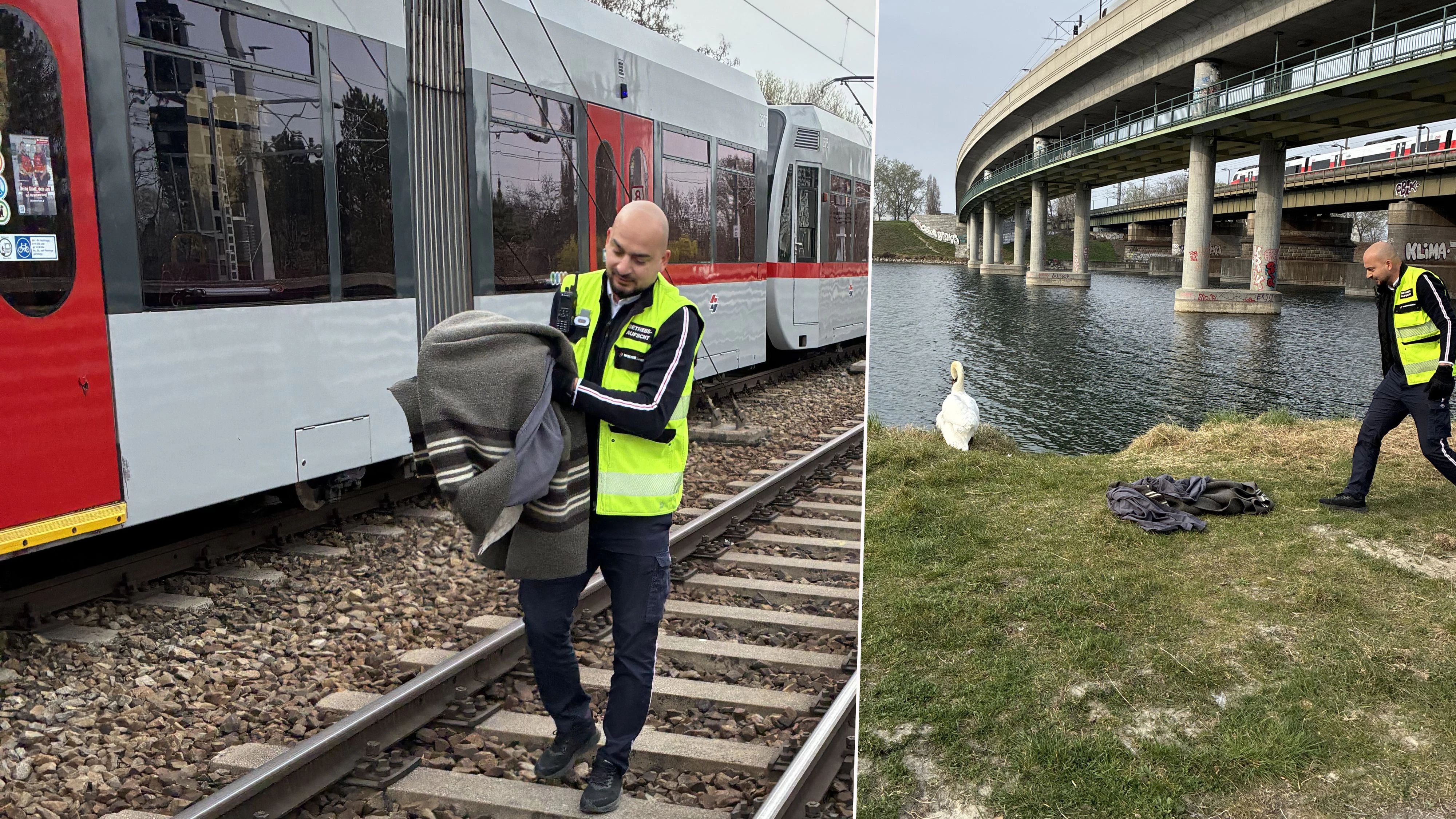 Sondereinsatz! U-Bahn muss Schwan hinterherfahren