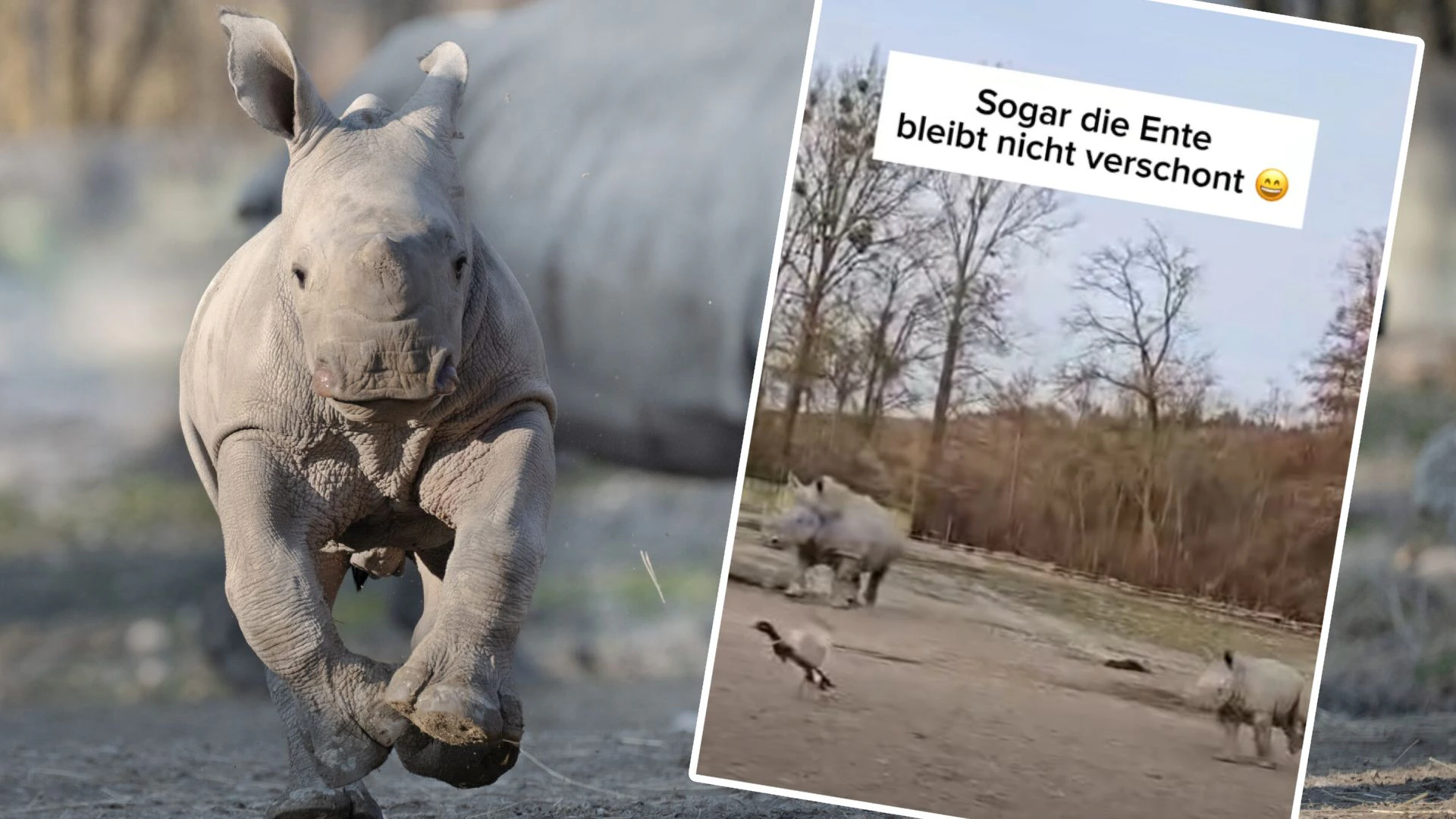 Ein Video des Zoos begeistert auf Social Media – Nashorn-Baby "Nuru" jagt darin eine Ente.