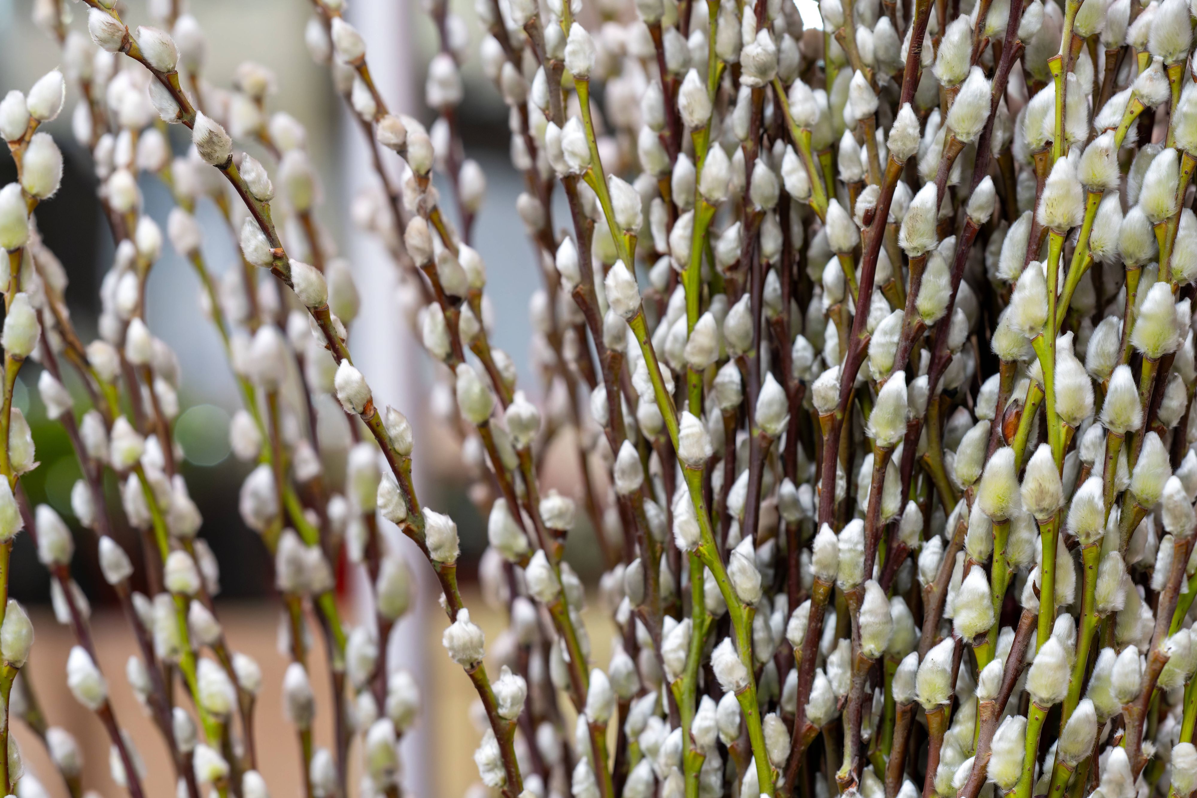 Die Palmweide steht bis einschließlich 30. April unter Naturschutz.