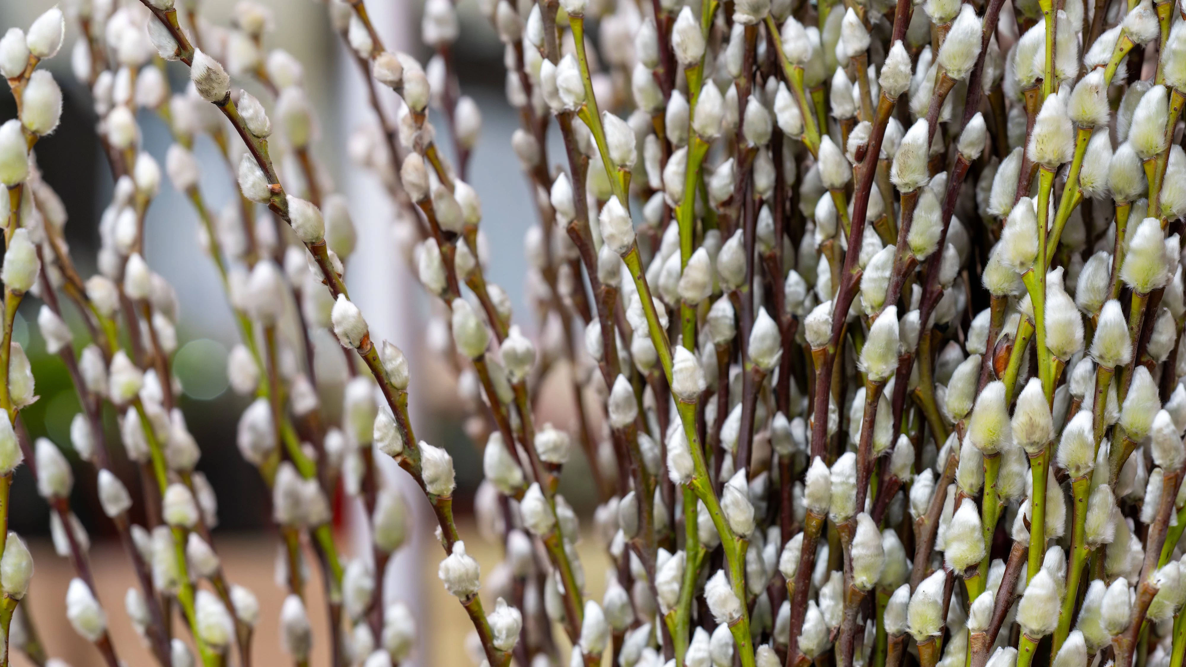 Frühlingsboten im Winter. Weidenkätzchen-Zweige mit aufgehenden Blüten, die auf einem Markt schon im Februar verkauft werden. Bonn Nordrhein-Westfalen Deutschland *** Harbingers of spring in winter Willow catkins Branches with budding flowers sold at a market as early as February Bonn North Rhine-Westphalia Germany
