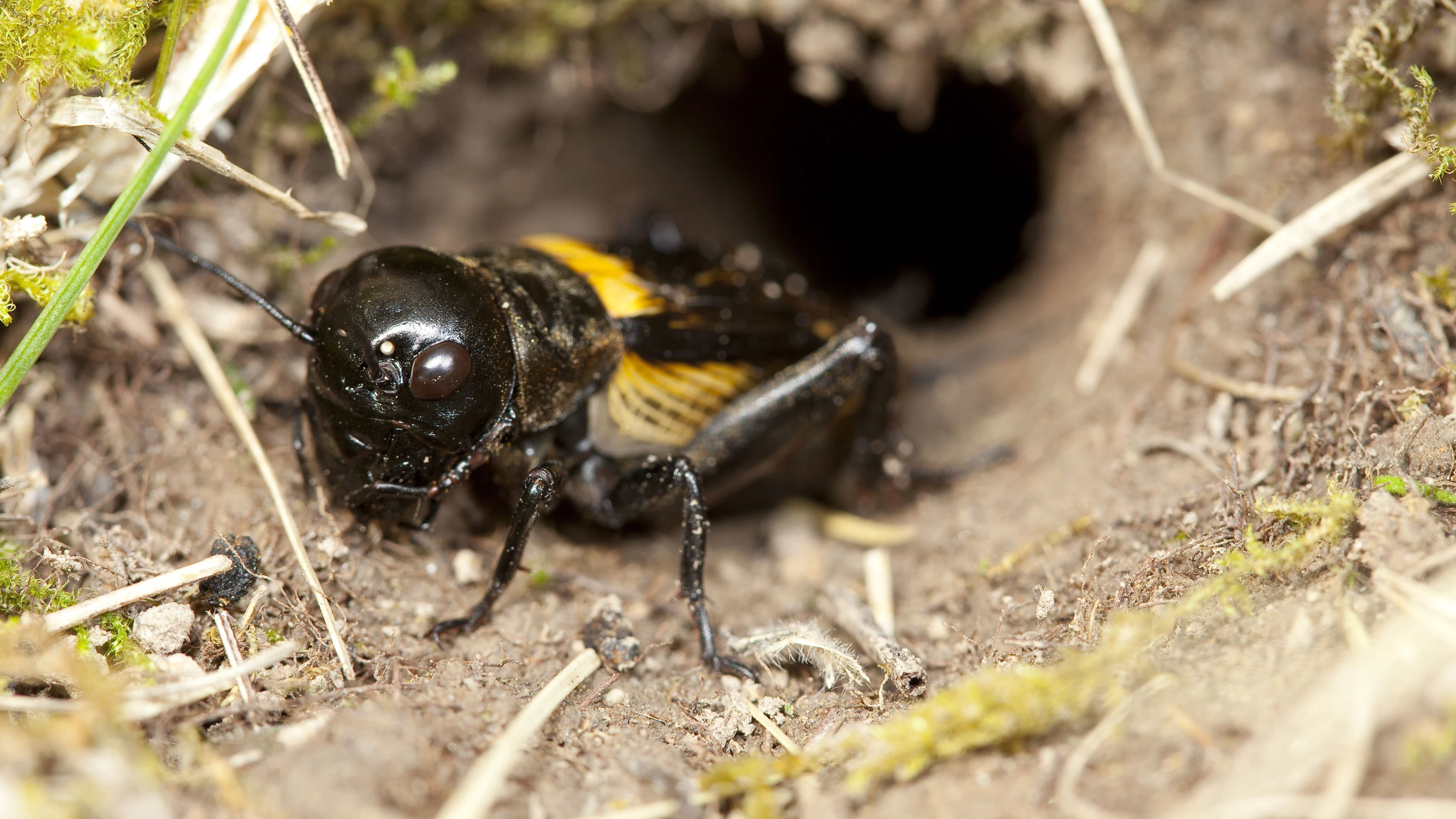 Die unterschiedlichen Rufe der Feldgrille erkennen Menschen am Besten.