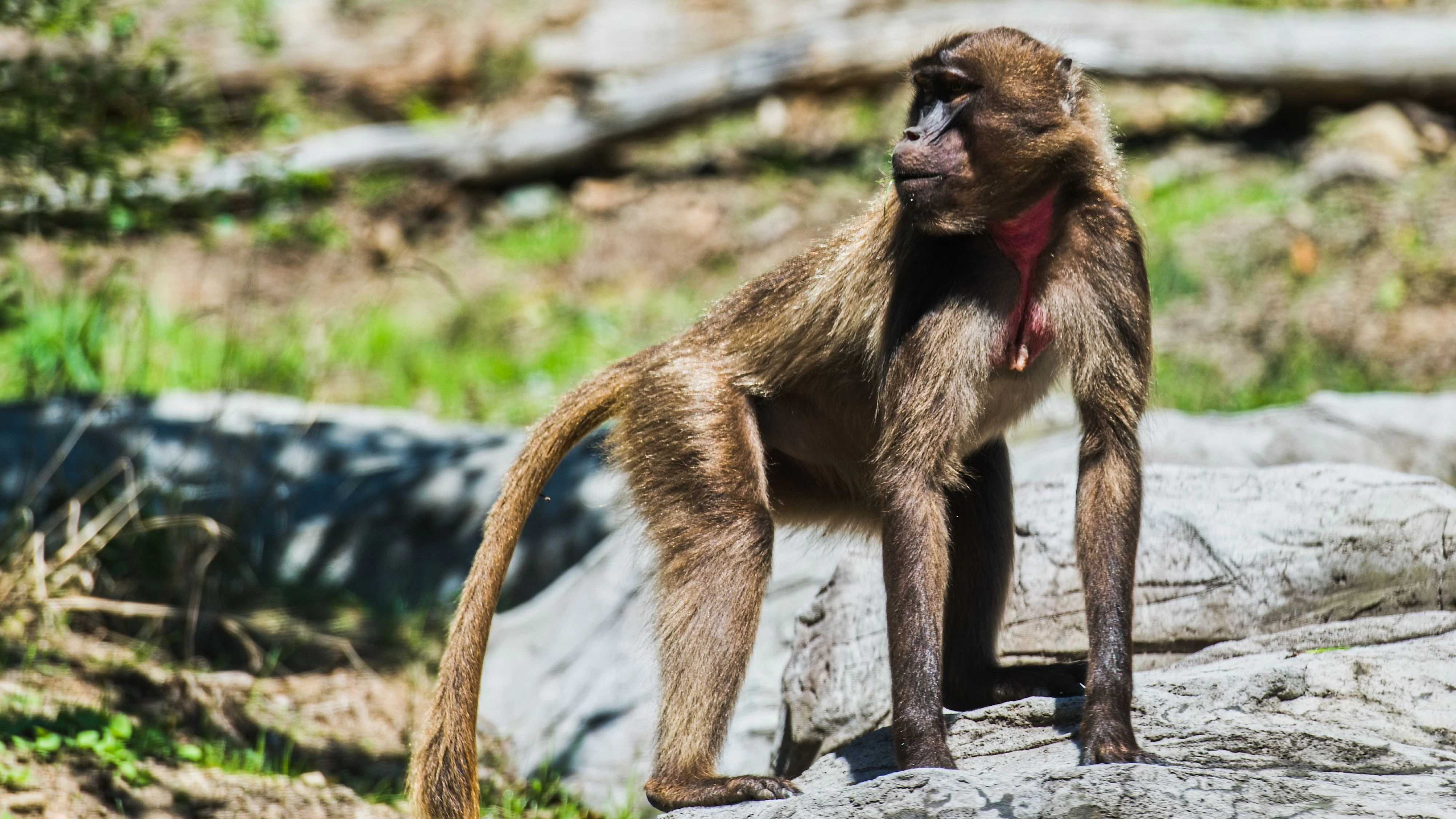 Auch der Ruf von "Dscheladas" wurde getestet. 