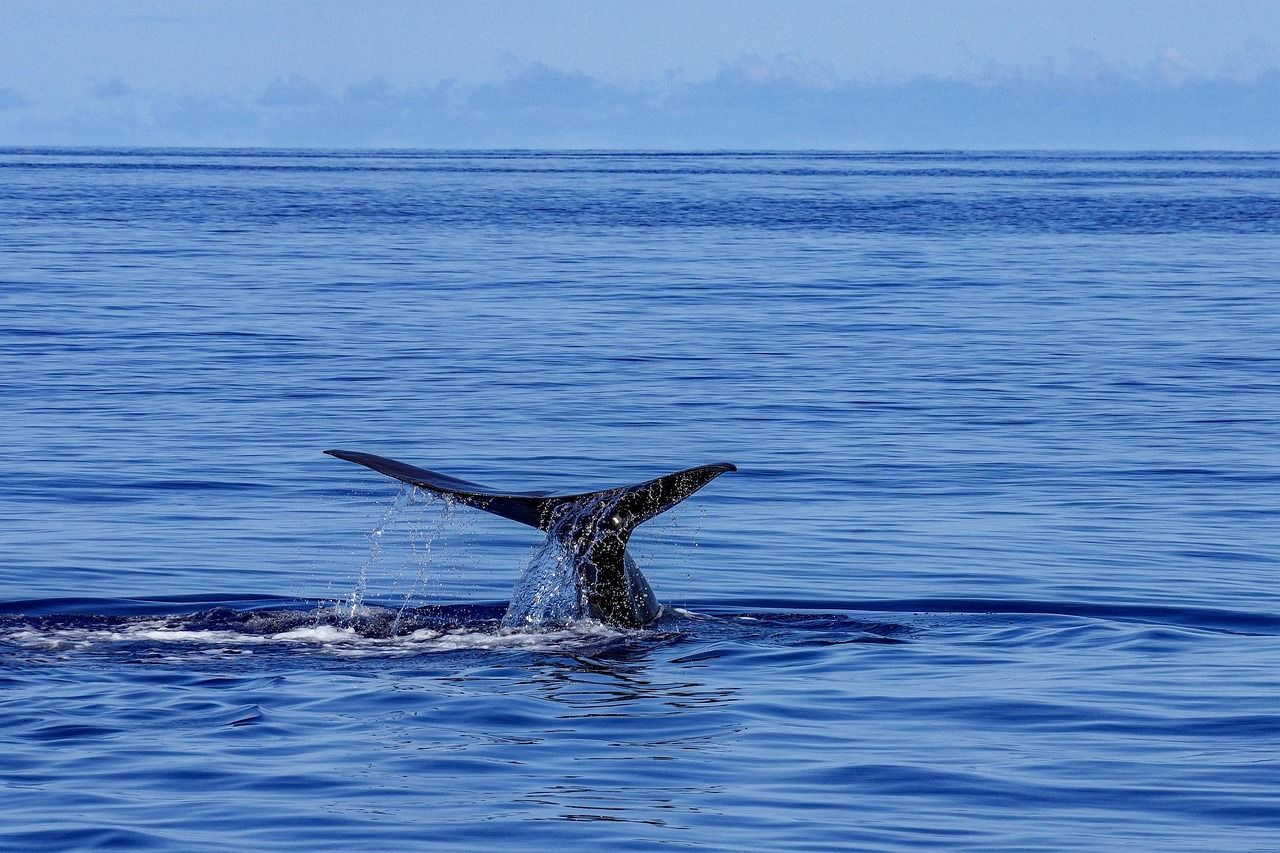 Pottwal in den Azoren
