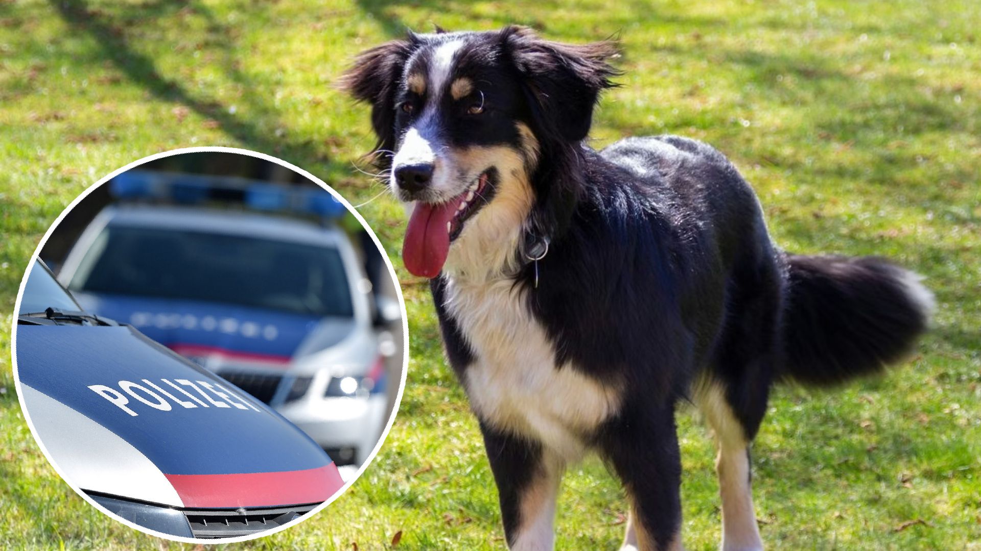 Der Neunjährige wurde von einem Australian Shepherd angegriffen. (Symbolbild)