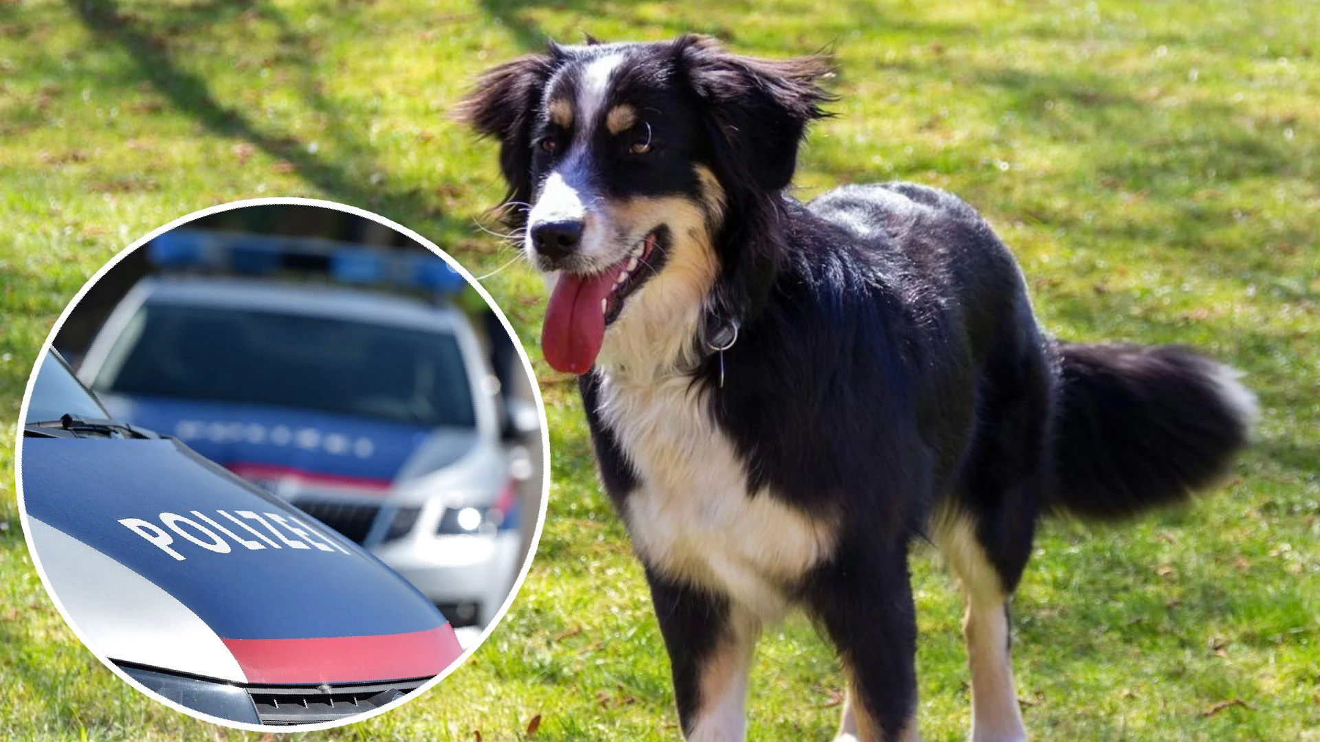 Der Neunjährige wurde von einem Australian Shepherd angegriffen. (Symbolbild)