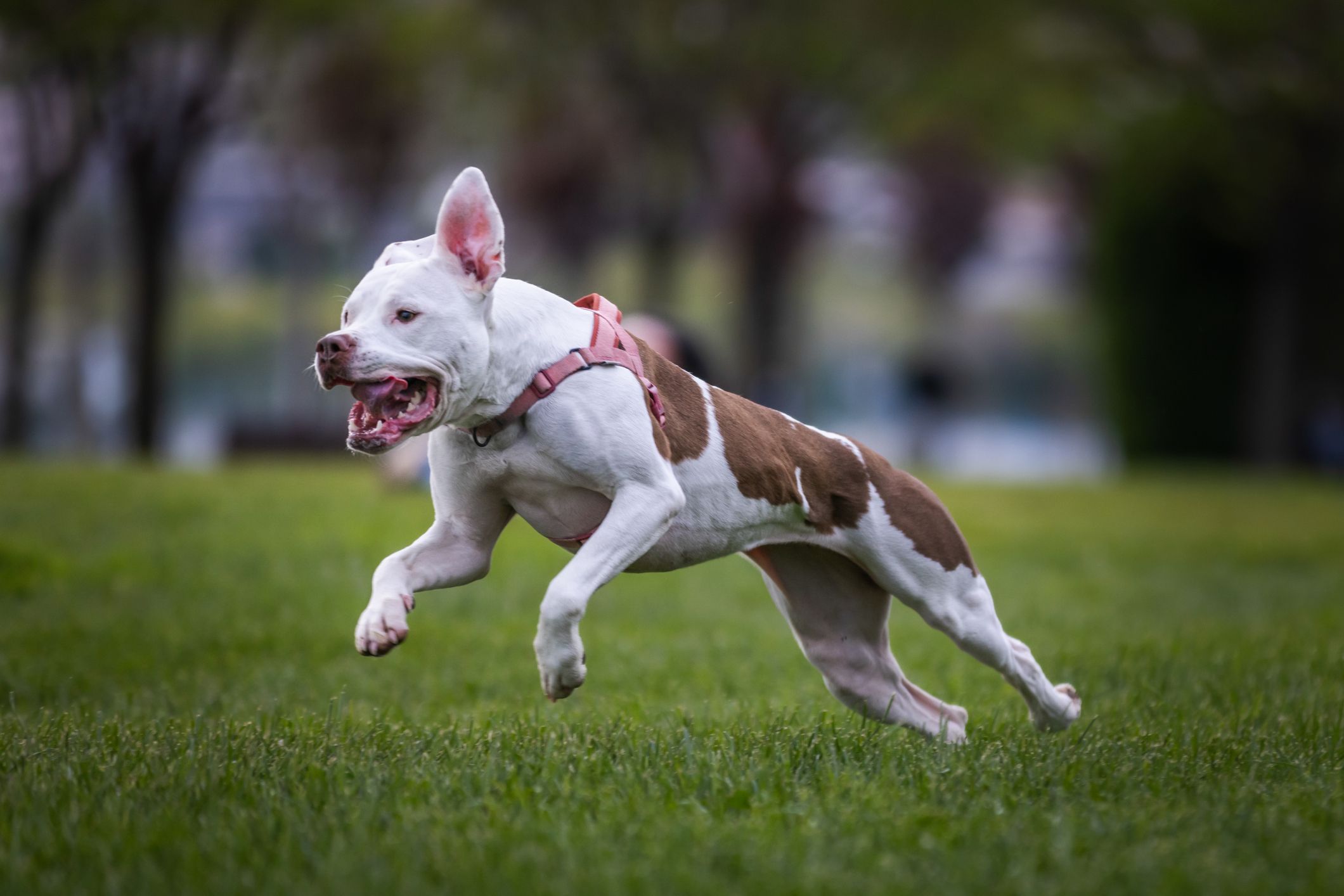Zwei American Staffordshire Terrier sorgen in Graz für Angst (Smybolbild)