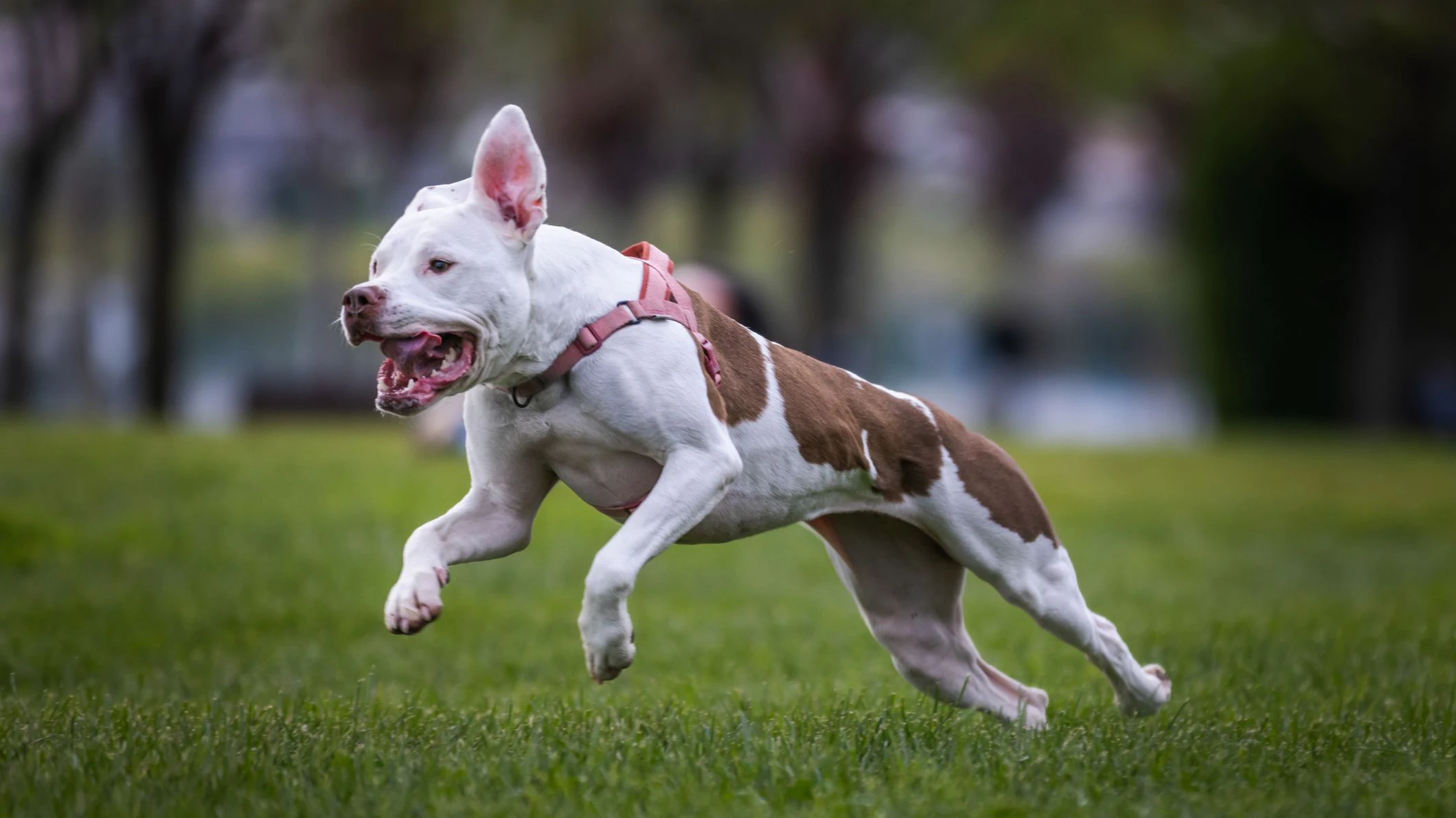 Heute.at - Angst vor Amstaffs – Mehrere Hunde blutig gebissen