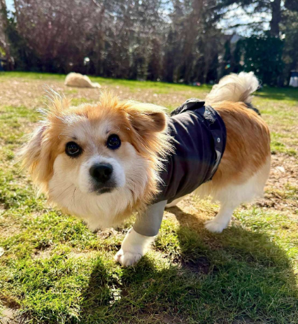 Heute.at - Herziger Hund verliert Bein, aber nicht den Lebensmut