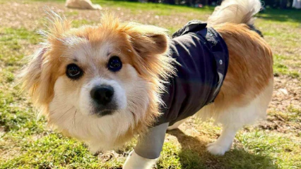 Heute.at - Herziger Hund verliert Bein, aber nicht den Lebensmut