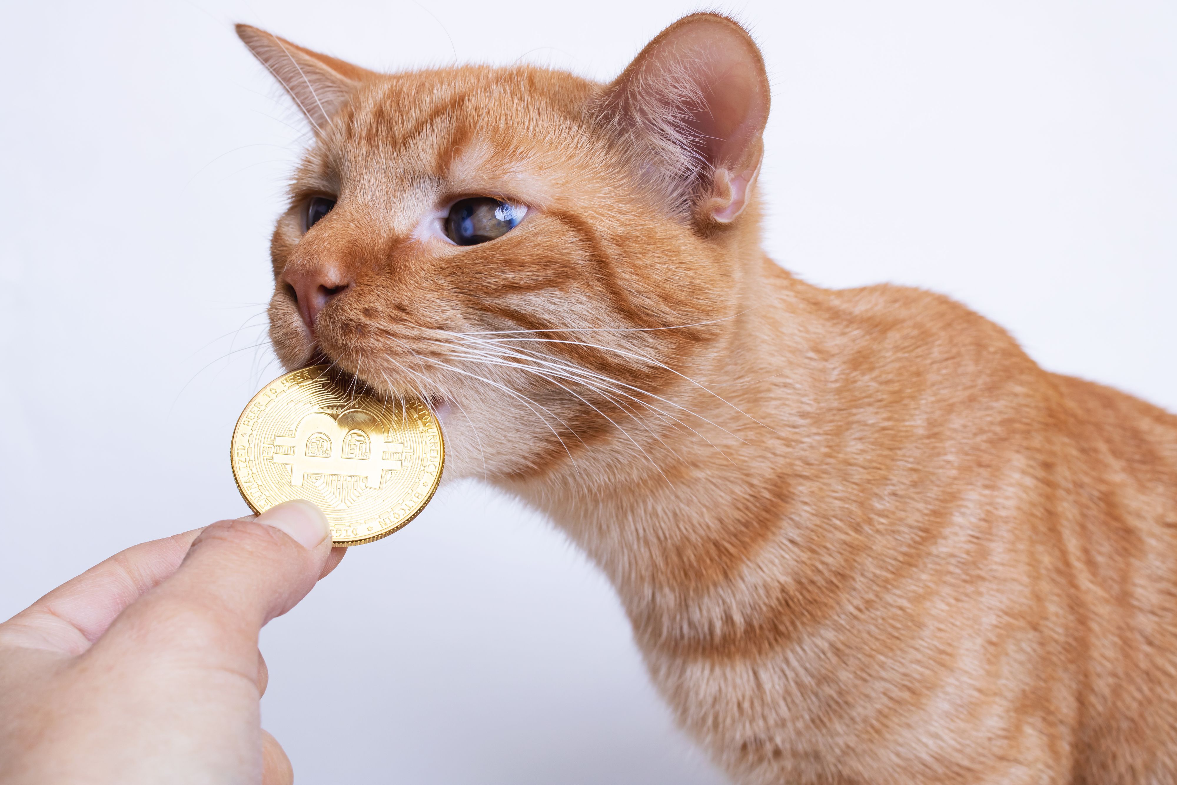 Fotos einer Katze ließen den Milliardenbetrug auffliegen.