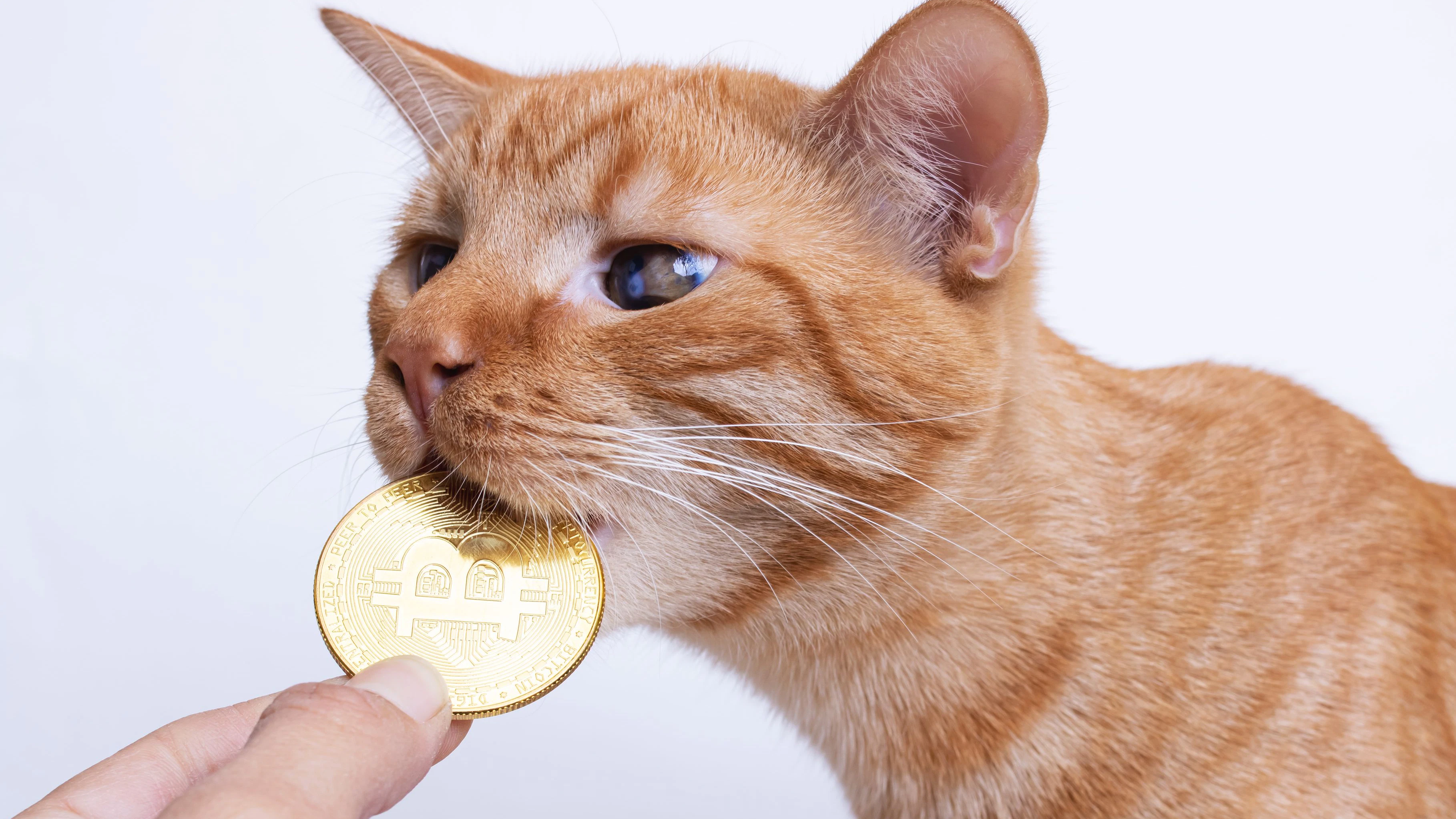 Fotos einer Katze ließen den Milliardenbetrug auffliegen.