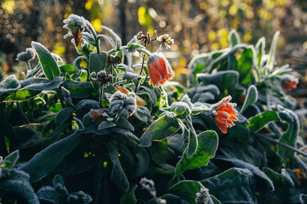 Erst warm, jetzt eiskalt: Der Wetterumschwung kommt abrupt und kann Blumen, Kräutern und Beeten stark zusetzen.