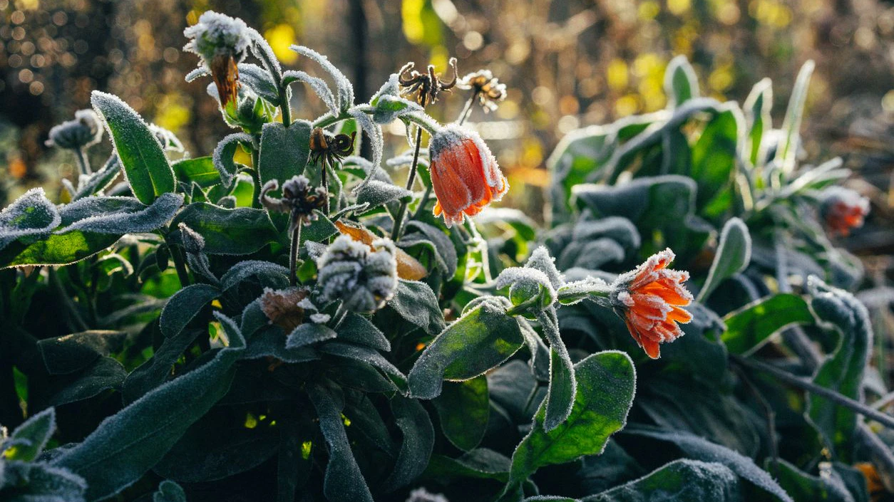 Heute.at - Temperatursturz kommt! So rettest du jetzt deine Blumen