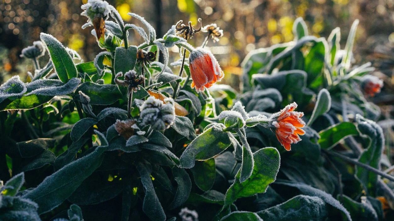 beautiful flowers are covered with the first frost