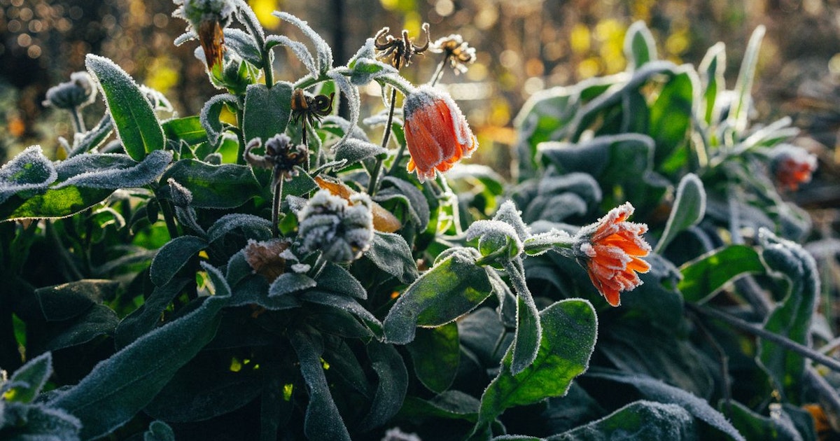 Eisheilige : ce qu'il faut savoir — image 3