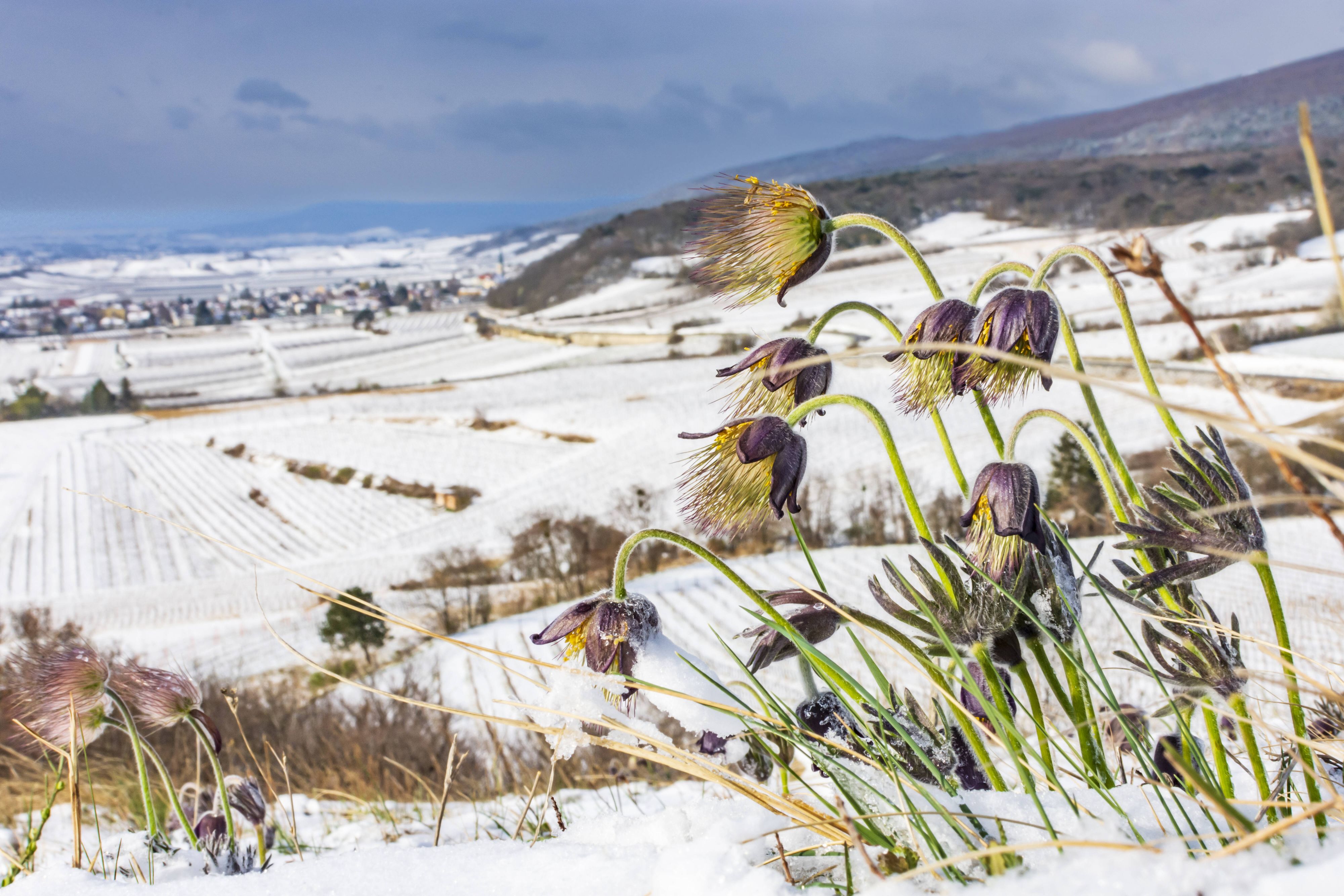 Heute.at - Größere Schneemengen – das kommt auf Österreich zu