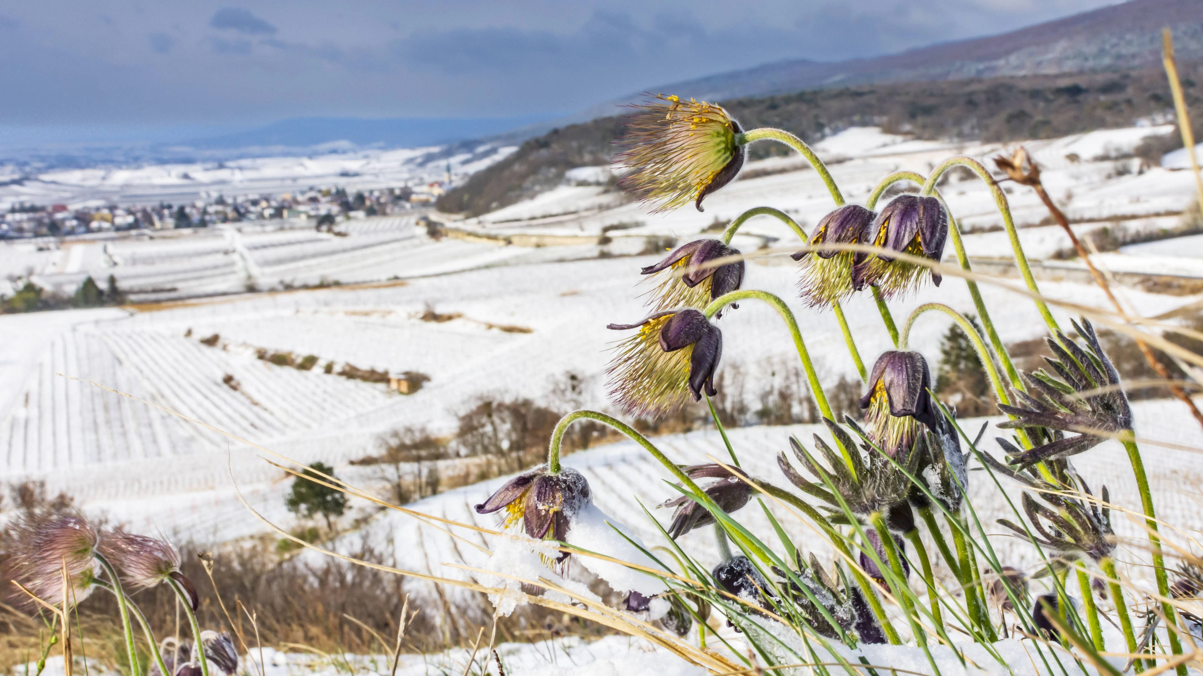 Kuhschellen und Schnee. Ein Wintereinbruch drückt beim Frühling auf Pause.
