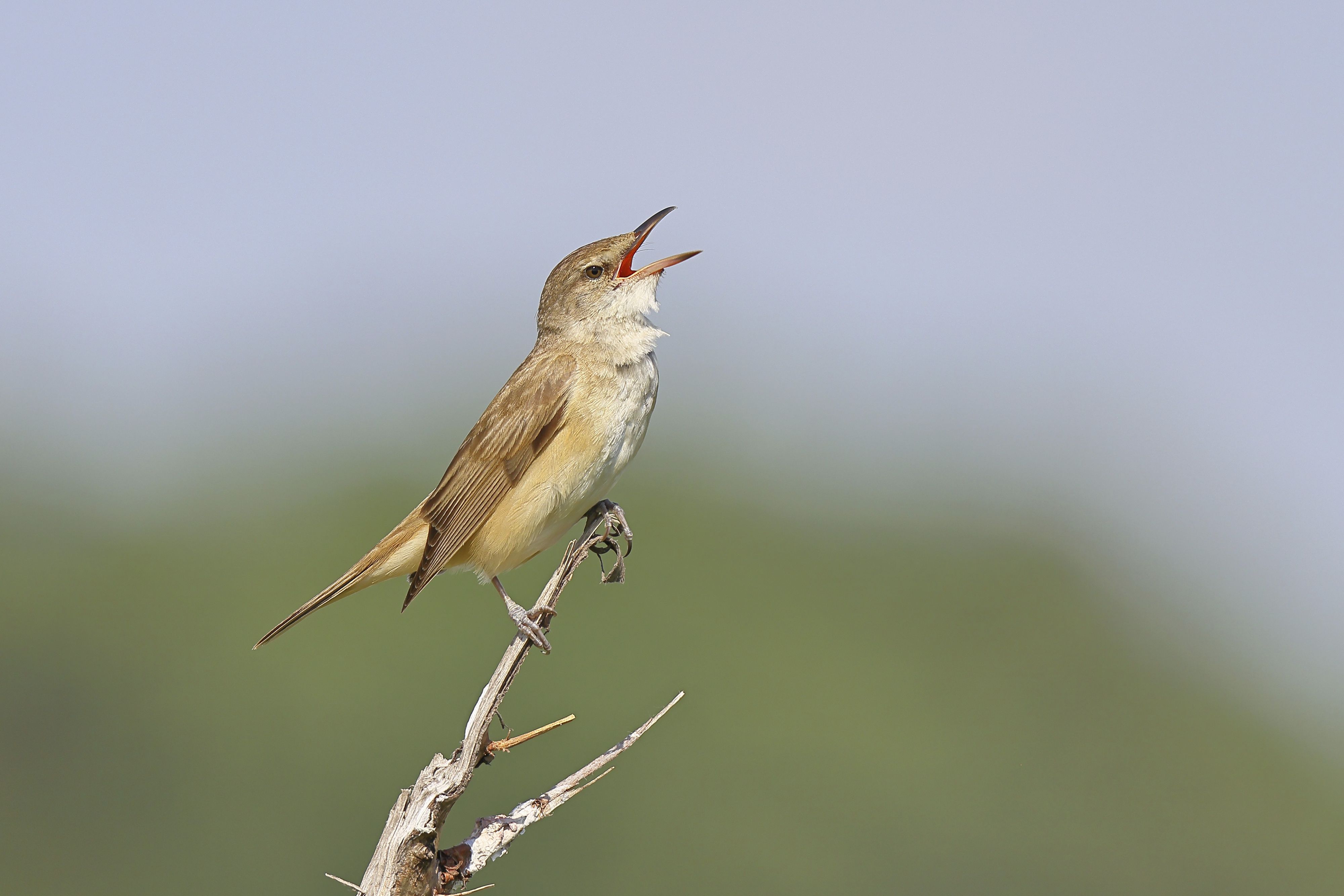 Angeblich erkennen wir genau, um welche Rufe es sich bei Vögeln, Fröschen oder Affen handelt,