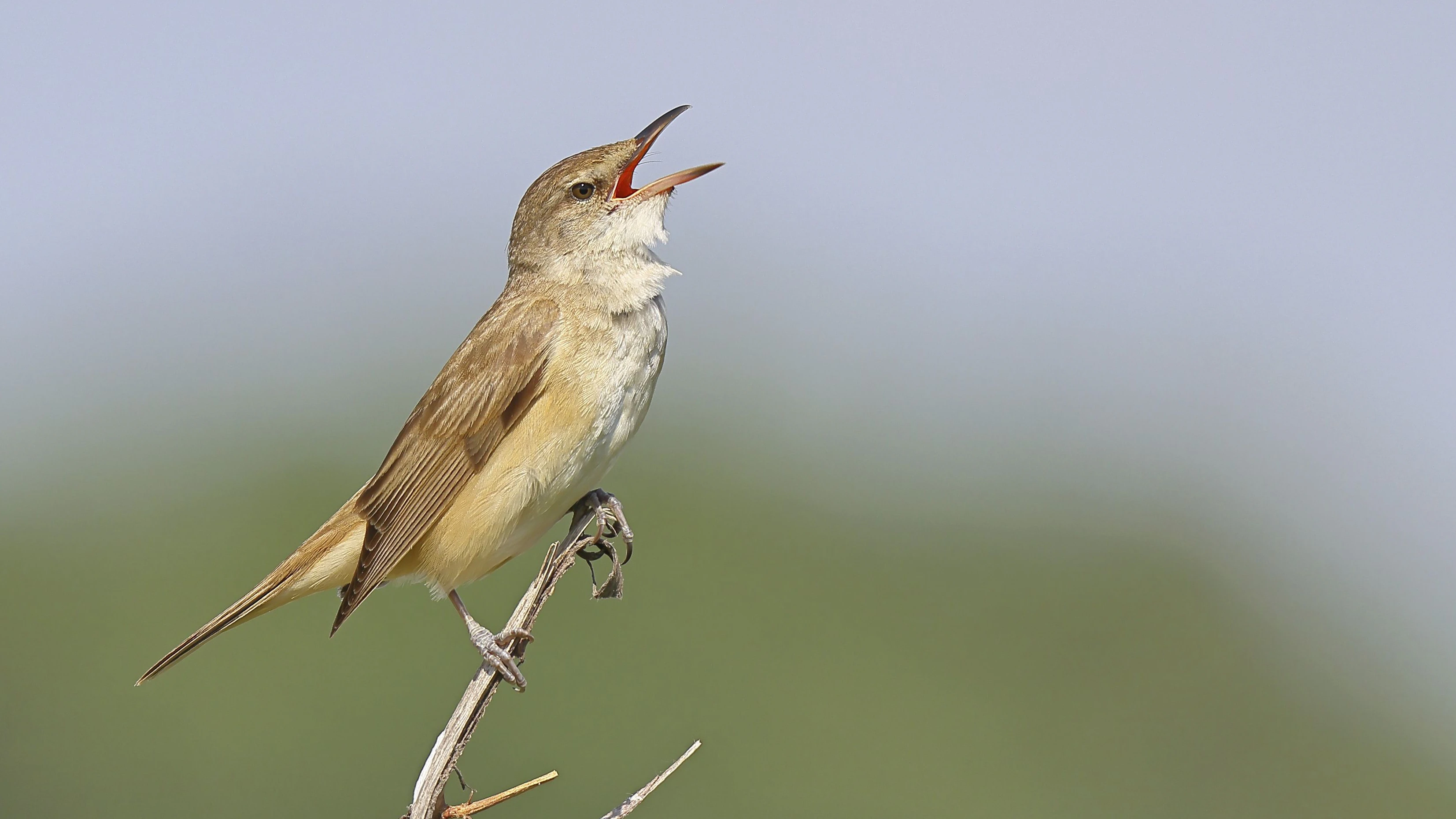 Great Reed Warbler (Acrocephalus arundinaceus) with open beak, singing, twittering, sitting on a twig, singing station, natural habitat, migratory bird, songbirds Lake Neusiedl, Burgenland, Austria, Europe