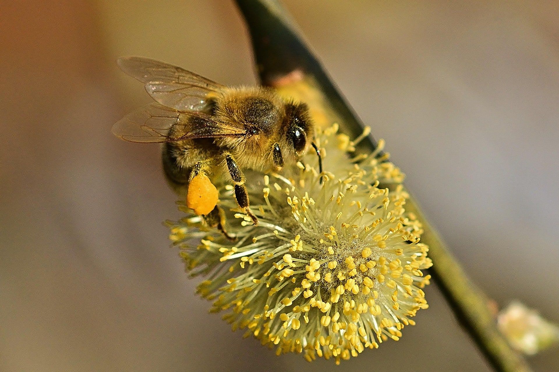 Für viele Insekten sind die blühenden Palmkätzchen die erste, richtige Nahrung.