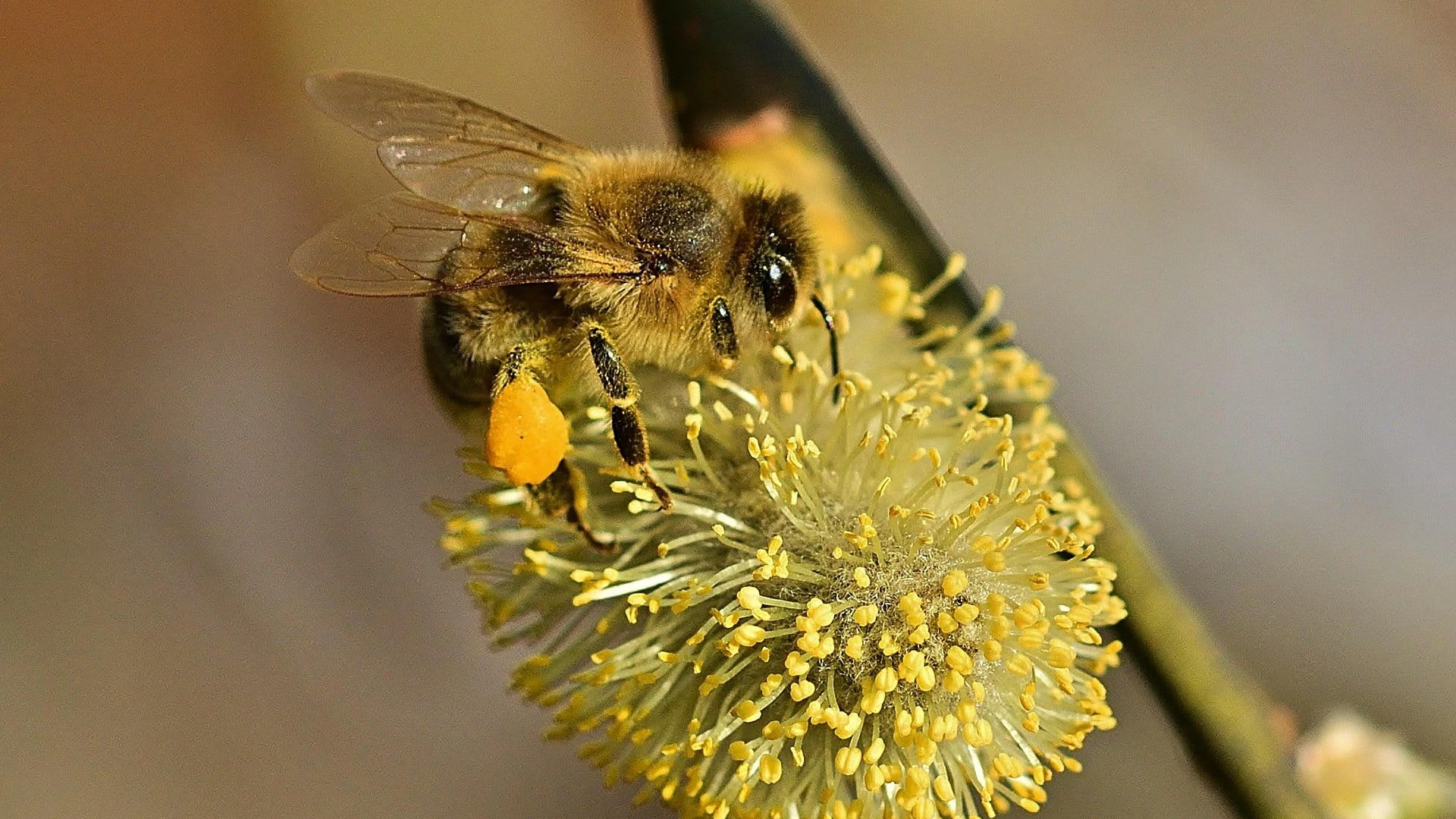 Heute.at - Diese Osterdeko sollte unbedingt stehen bleiben