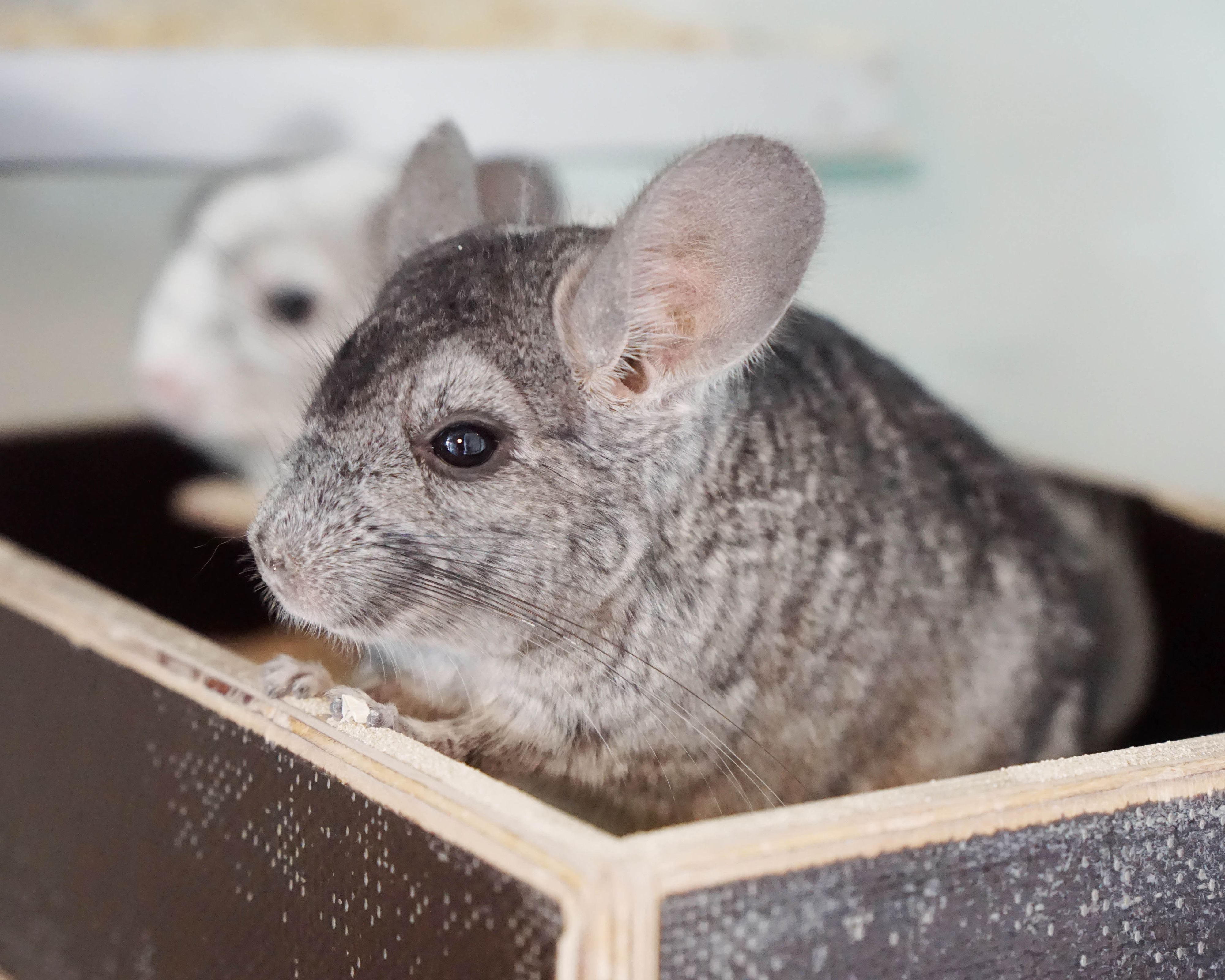 Chinchillas sind dämmerungsaktive Tiere.