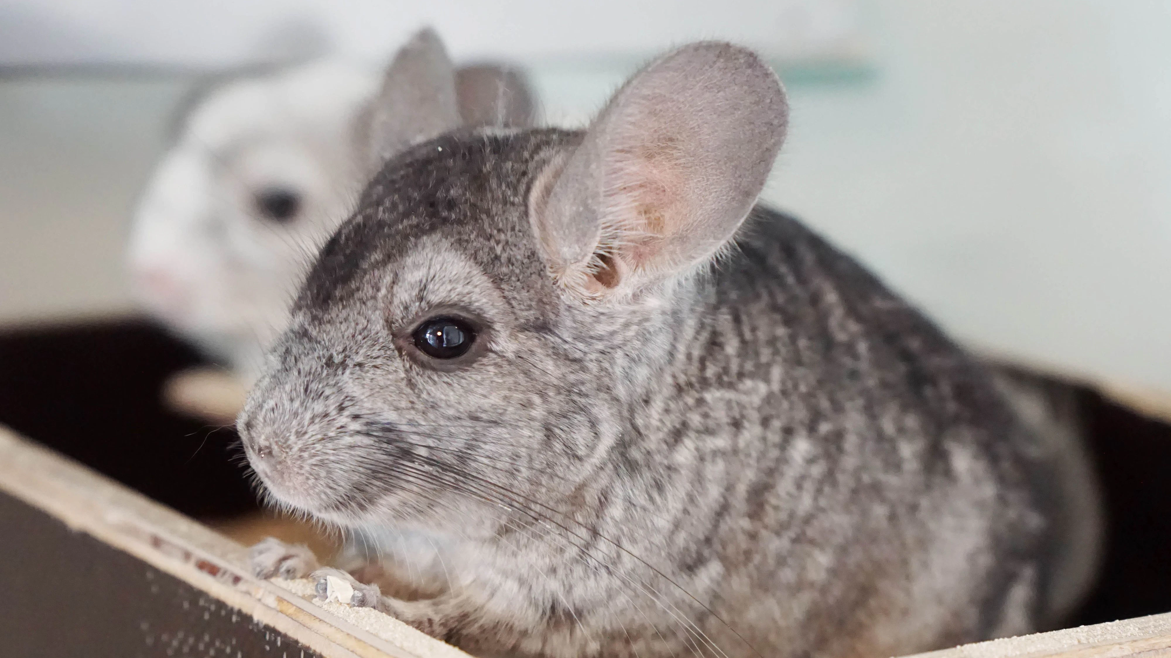 Heute.at - Die Chinchillas Maja & Pascal suchen ein neues Zuhause
