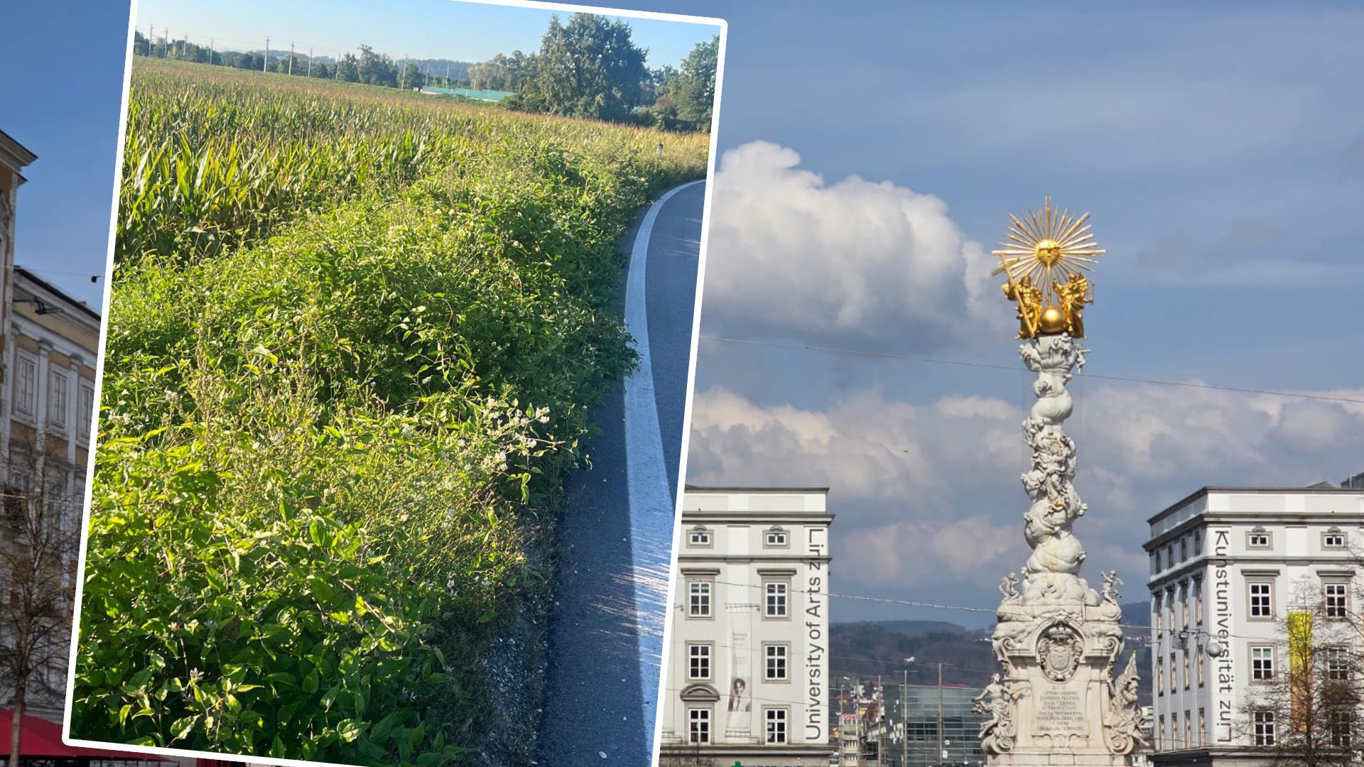 Neophyten profitieren von Hitze und Trockenheit in der Stadt.