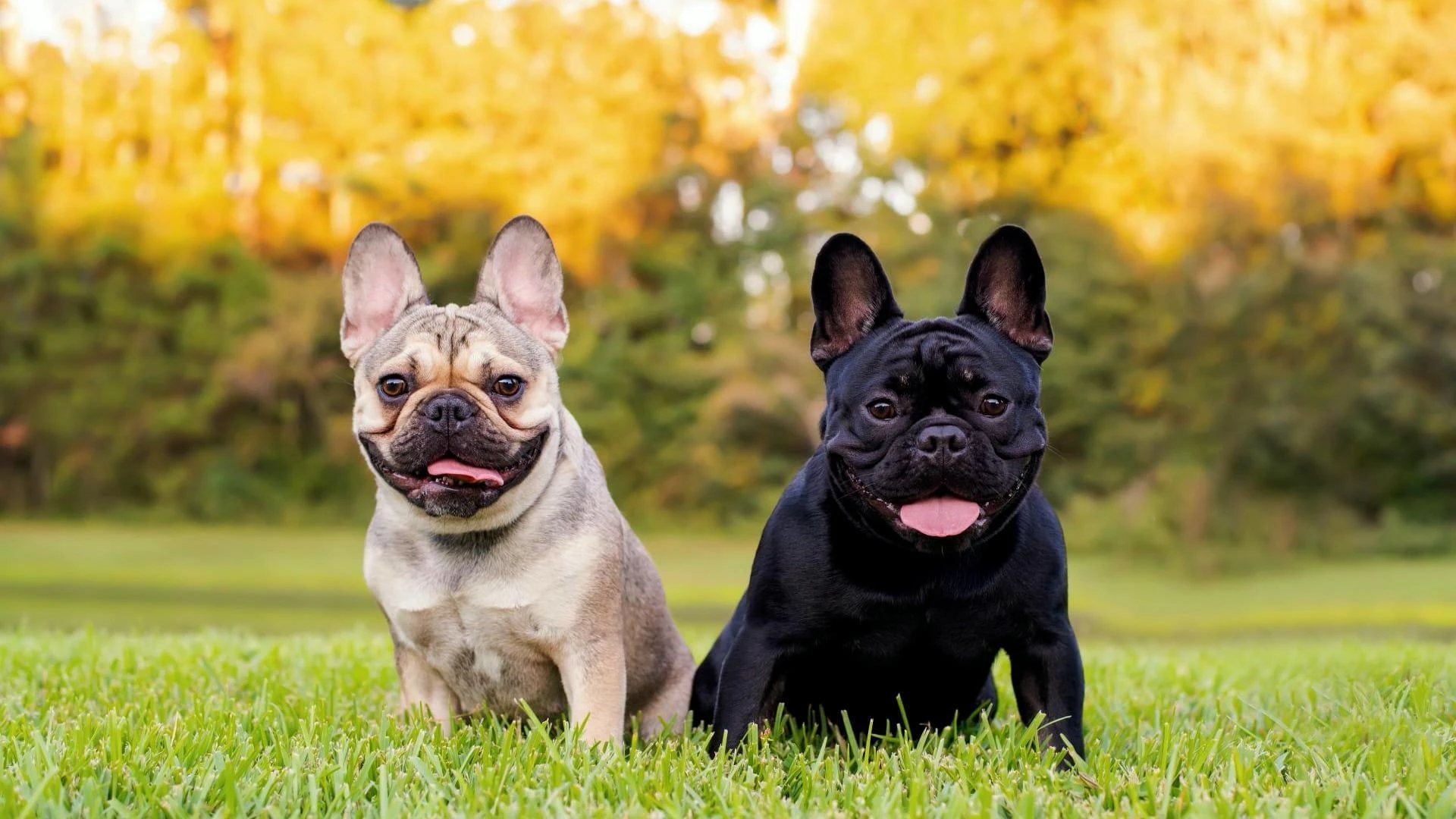 Die "Französische Bulldogge" führt die Liste der beliebtesten Hunderassen in den USA an. Ein echtes Armutszeugnis für den Tierschutz. 