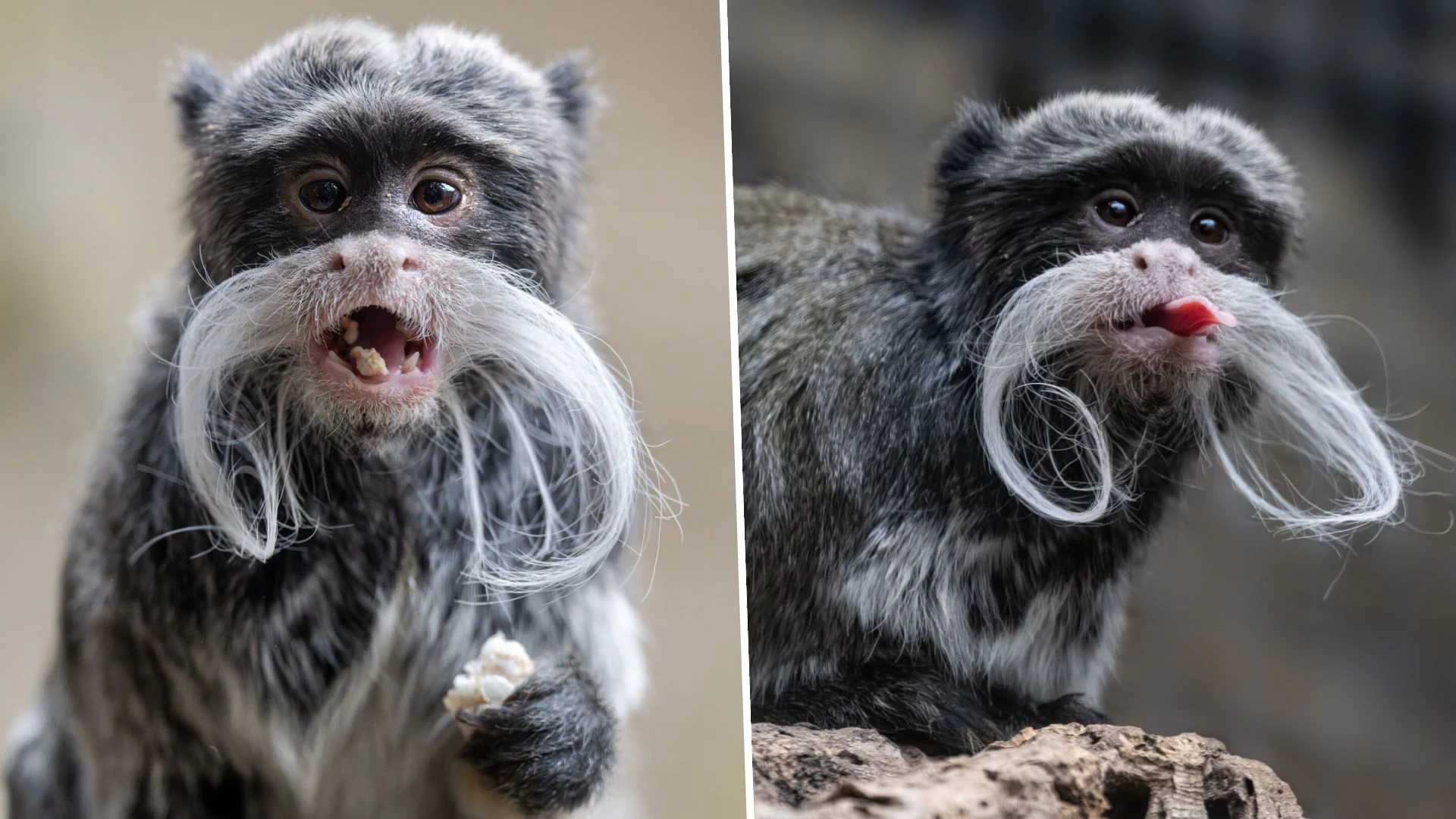 Ein Schnurrbart zum Niederknien: So viel Style hatte das Tropenhaus im Zoo Schmiding noch nie.