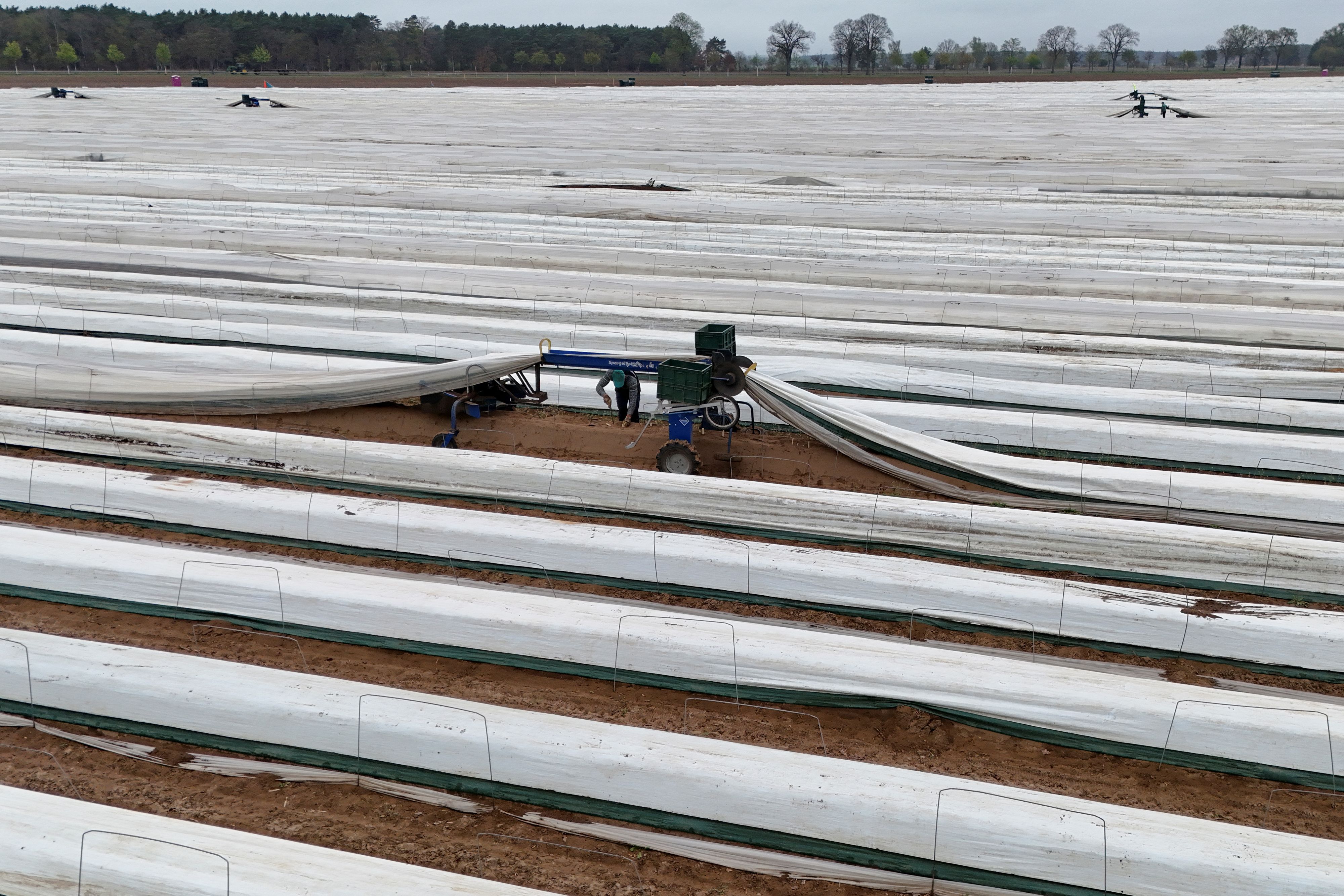 In Deutschland wird immer weniger Spargel angebaut.