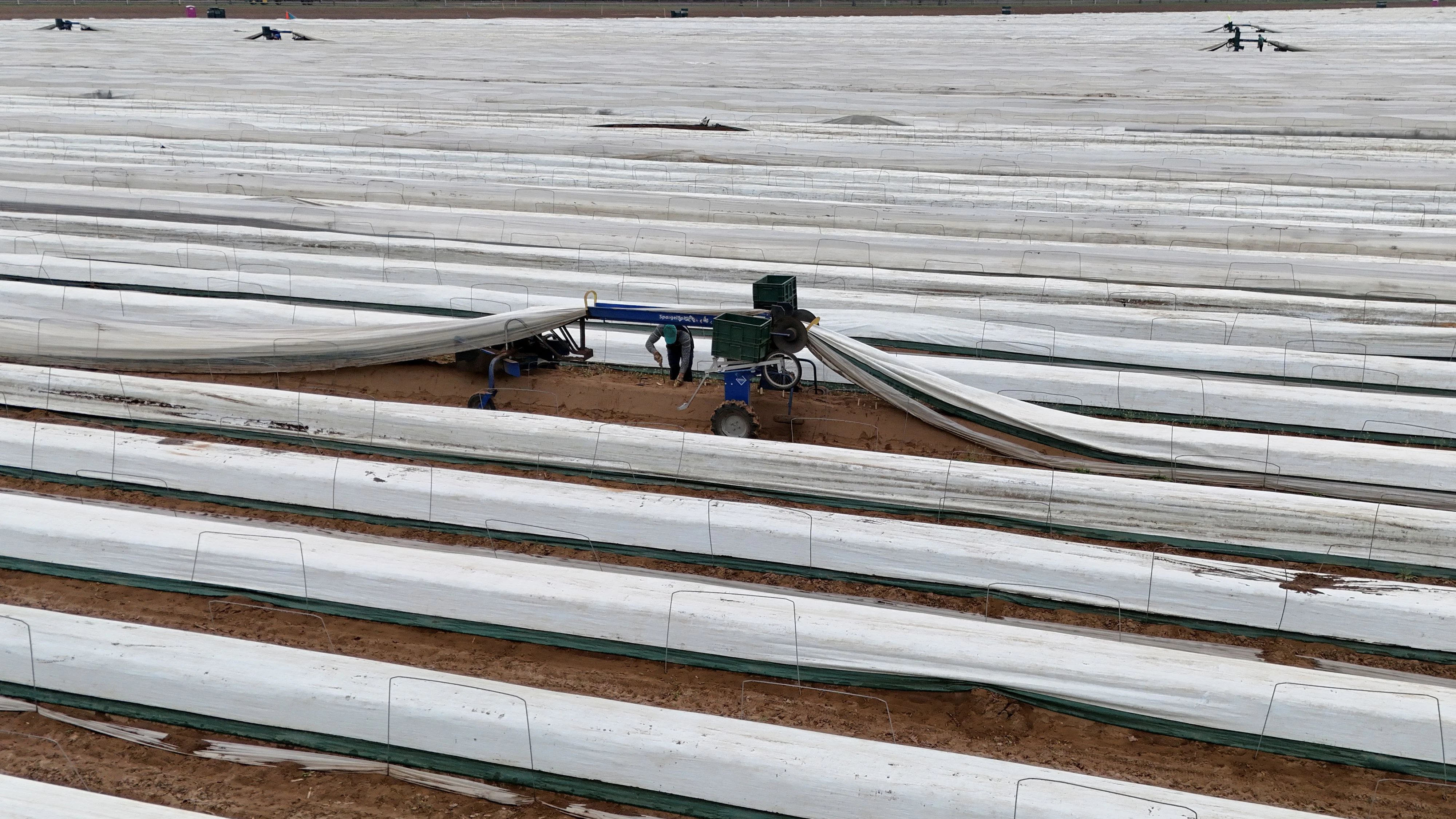 In Deutschland wird immer weniger Spargel angebaut und geerntet. Im vergangenen Jahr ist die Ernte im Vergleich zum Jahr davor um 3,9 Prozent auf 103.900 Tonnen Spargel zurückgegangen, wie das Statistische Bundesamt in Wiesbaden am Montag mitteilte. Verglichen mit dem Jahr 2015 beträgt der Rückgang sogar 8,5 Prozent. Auch die Anbaufläche ist in den letzten zehn Jahren um 12,5 Prozent kleiner geworden und liegt jetzt bei 25.700 Hektar. Besonders stark ist die Zahl der Betriebe zurückgegangen. Laut den Angaben gab es 2015 noch 1.900 Spargelbetriebe, im vergangenen Jahr waren es nur mehr 1.350 – das ist ein Minus von 29,3 Prozent. Vor allem kleinere Betriebe haben sich aus dem Spargelanbau zurückgezogen. Die größten Anbauflächen für Spargel finden sich weiter in Niedersachsen, Nordrhein-Westfalen und Brandenburg.