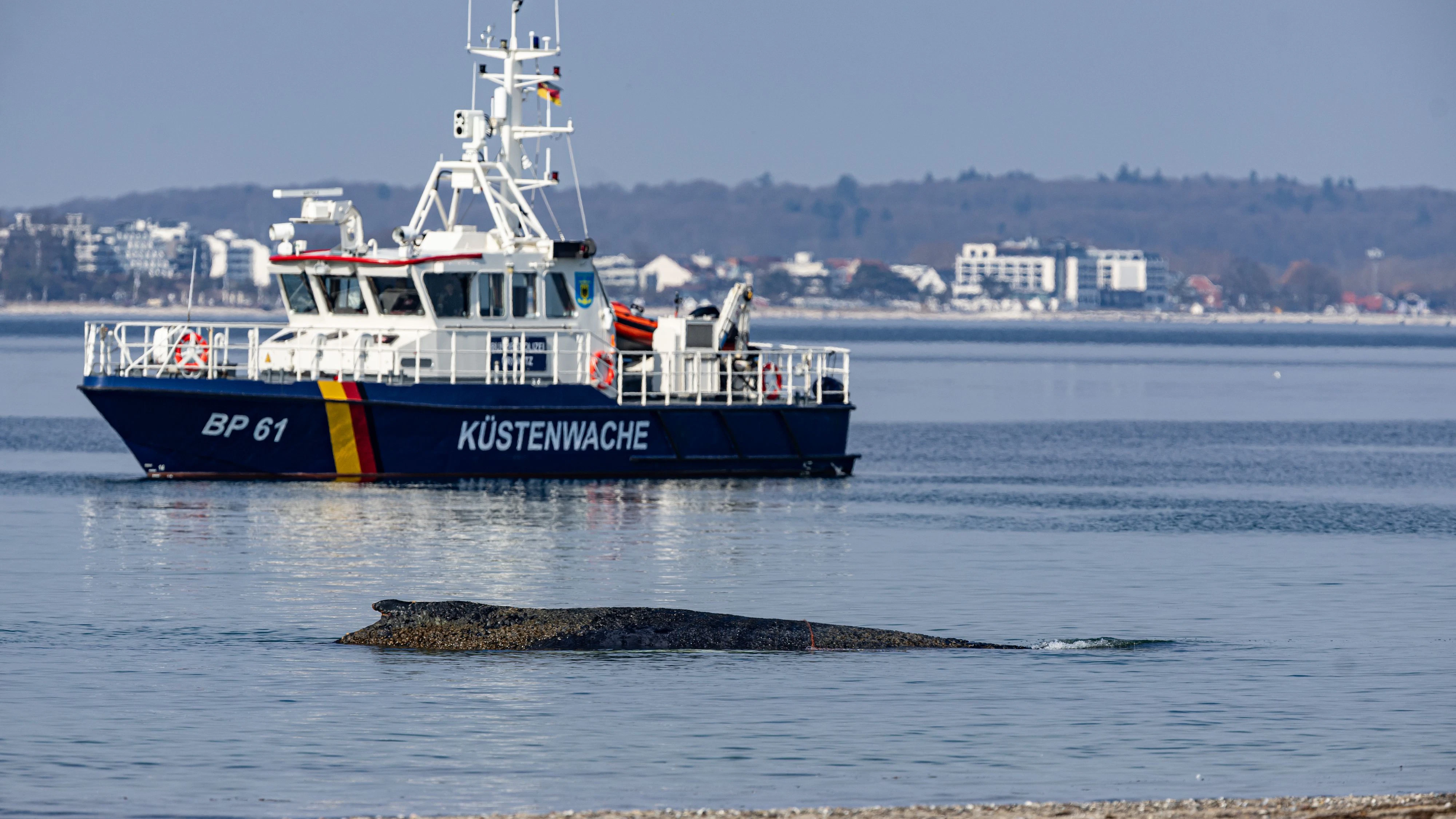 Der Wal kämpft um sein Leben. 