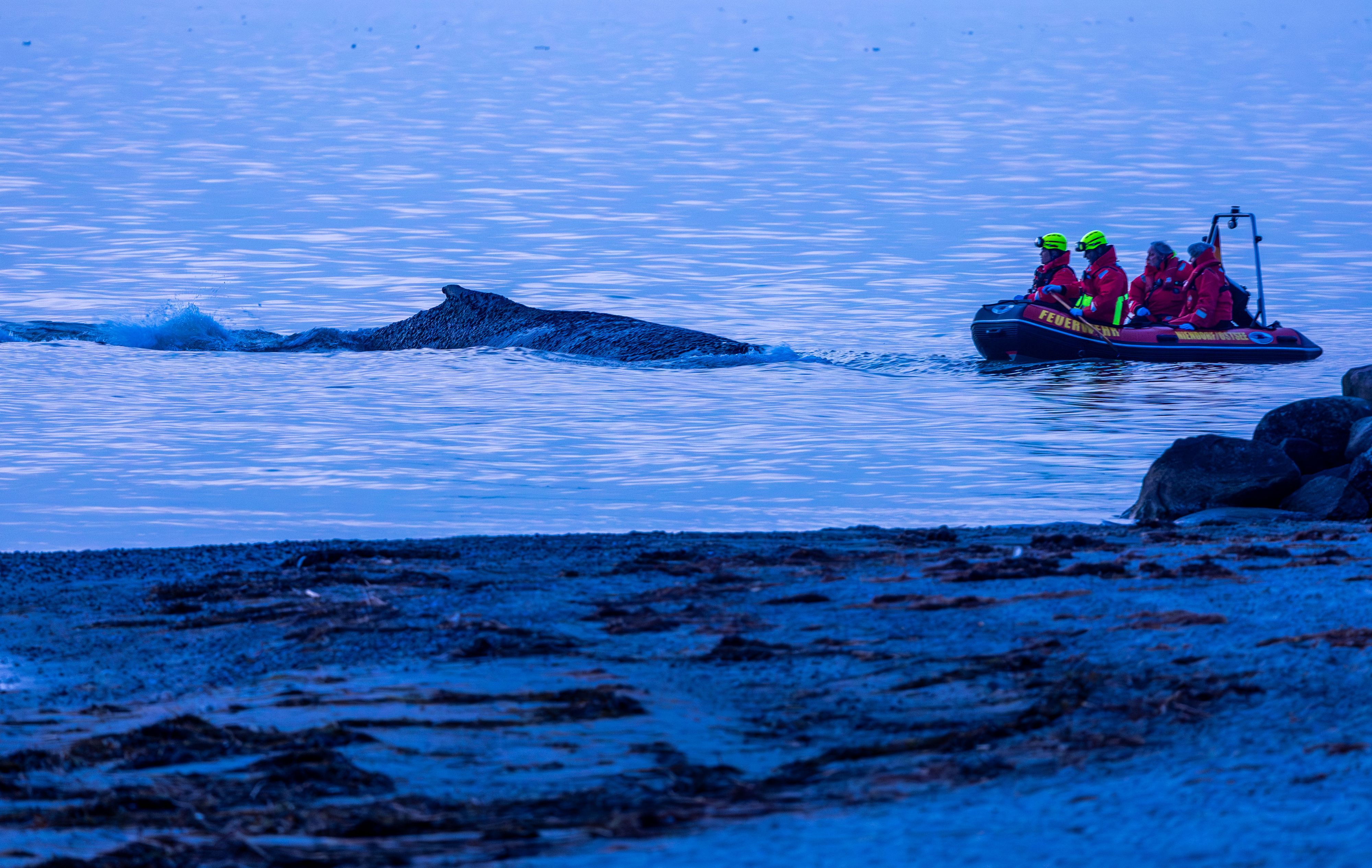 In der Ostsee vor der Gemeinde Timmendorfer Strand ist ein Wal gestrandet. Bisheriger Rettungsversuche der Einsatzkräfte waren vergebens.