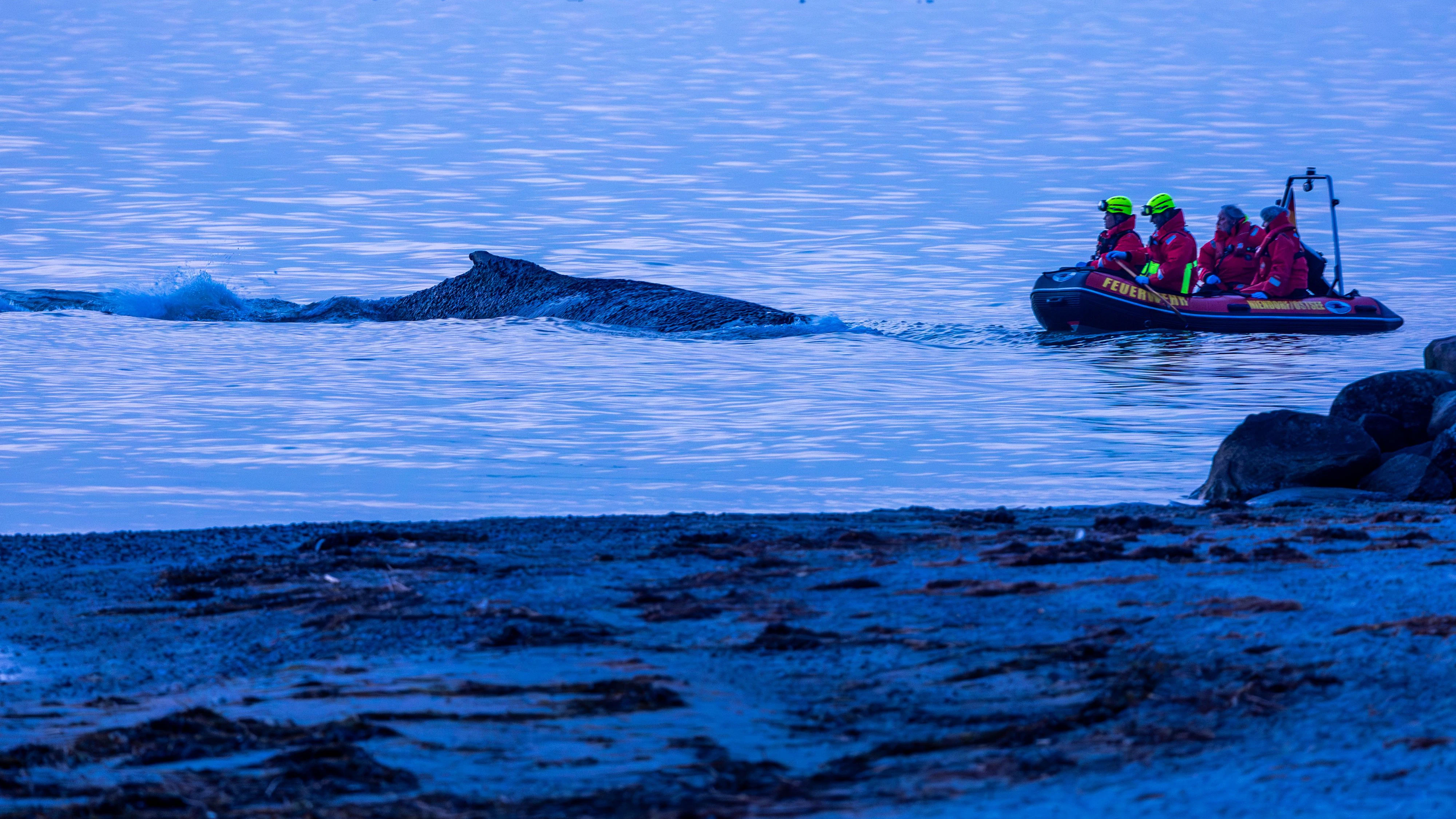 Vor der deutschen Ostsee in der Gemeinde Timmendorfer Strand ist ein Wal gestrandet. Bisheriger Rettungsversuche der Einsatzkräfte waren vergebens. 