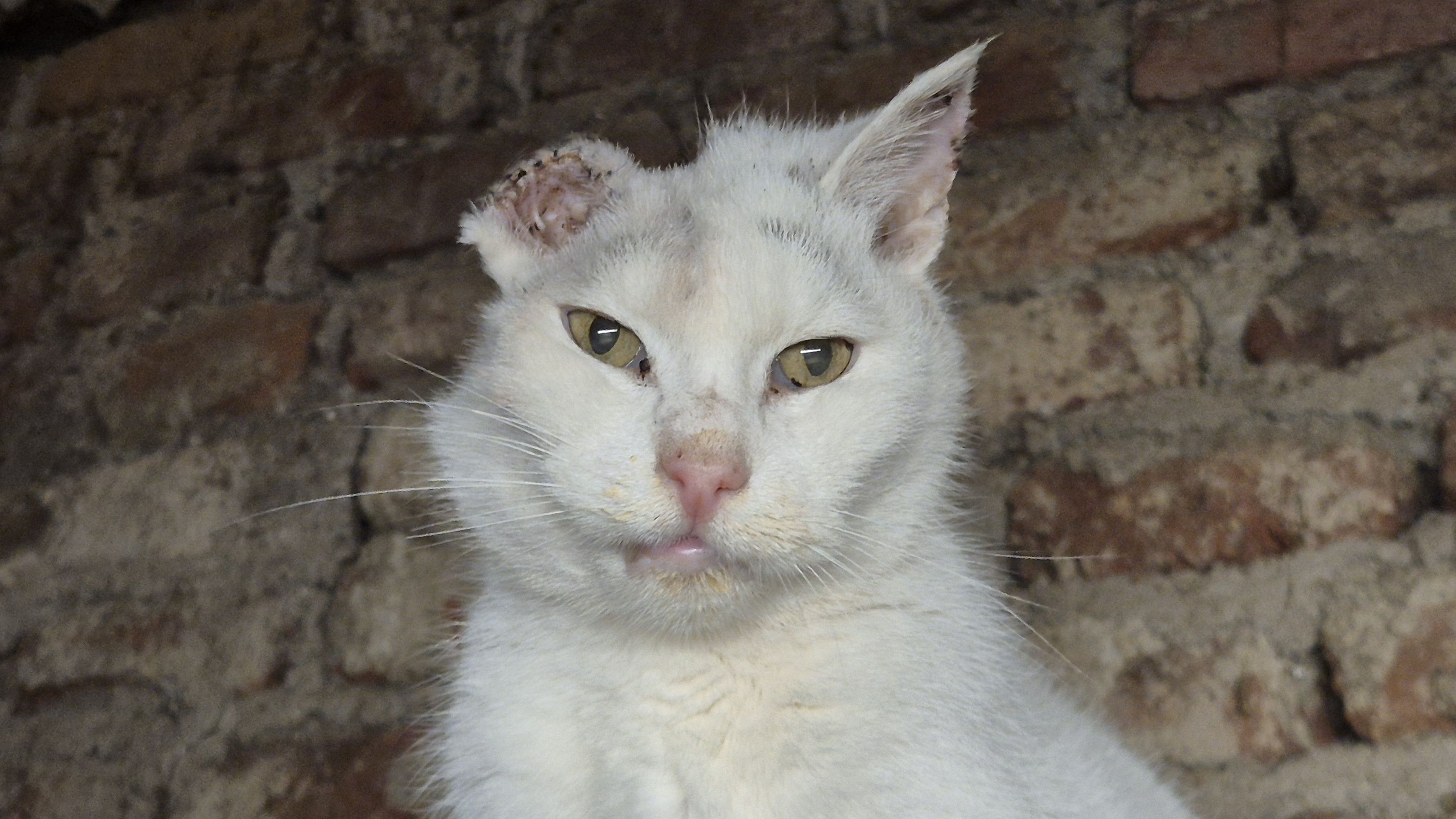 Heute.at - EinOhrKater wird am Gnadenhof bleiben müssen