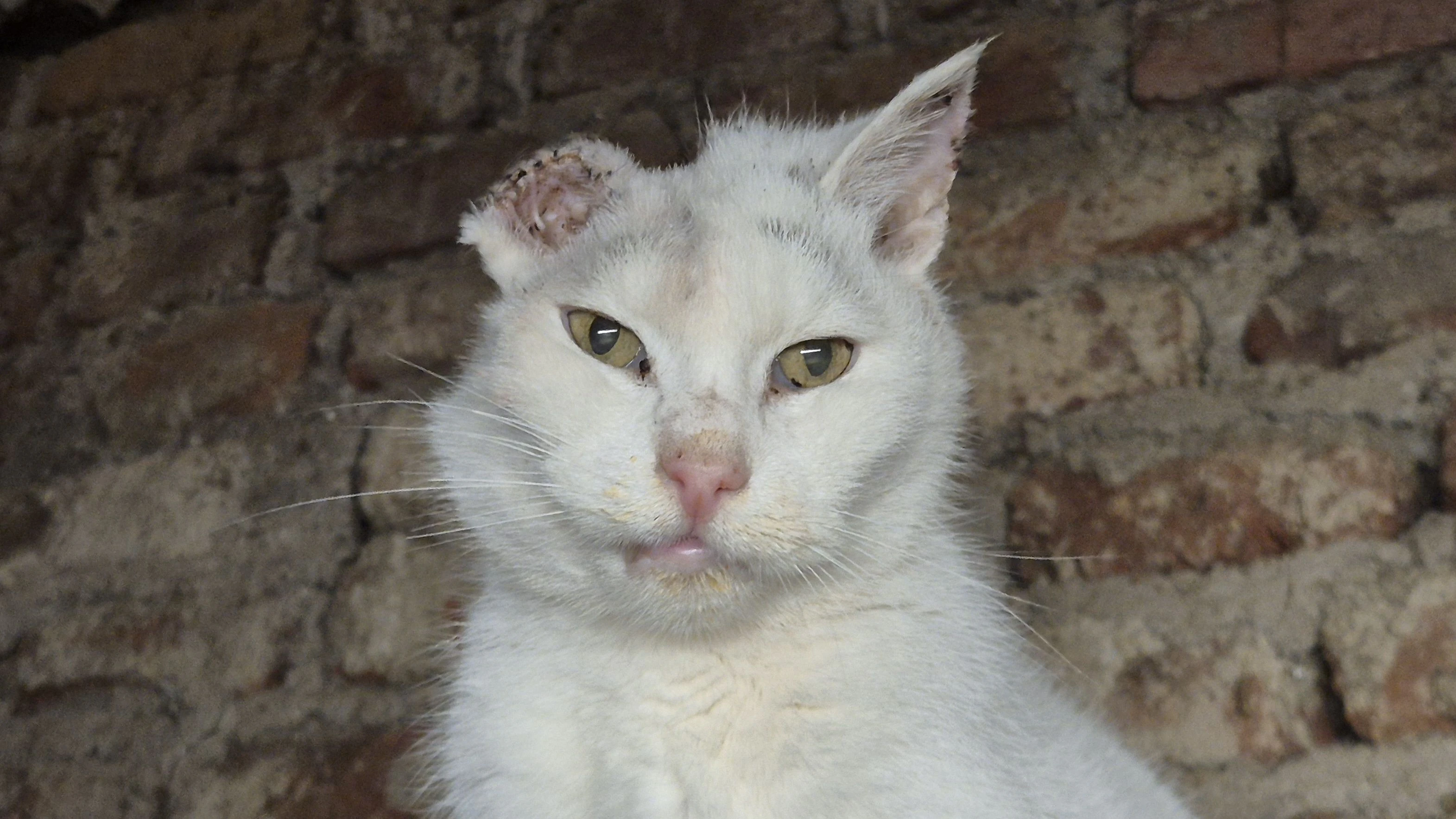 Die "NureinOhrKatze" "Henry" darf am Gnadenhof "Leben lassen" bleiben. 
