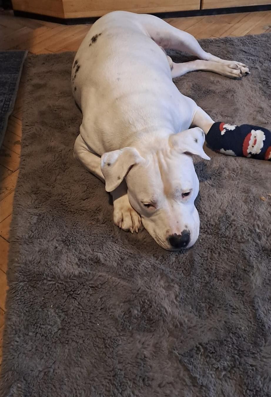 Heute.at - Wegen Kampfhund findet Frau keine Wohnung