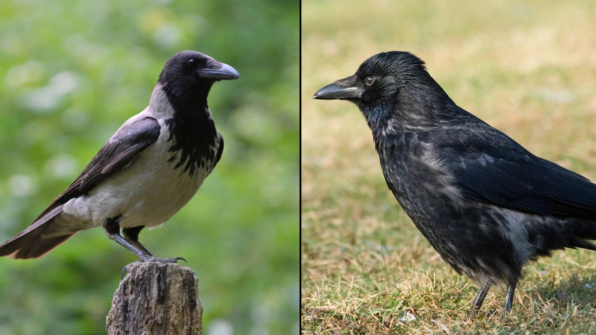 Heute.at - Grenze durch Österreich trennt diese Tierart