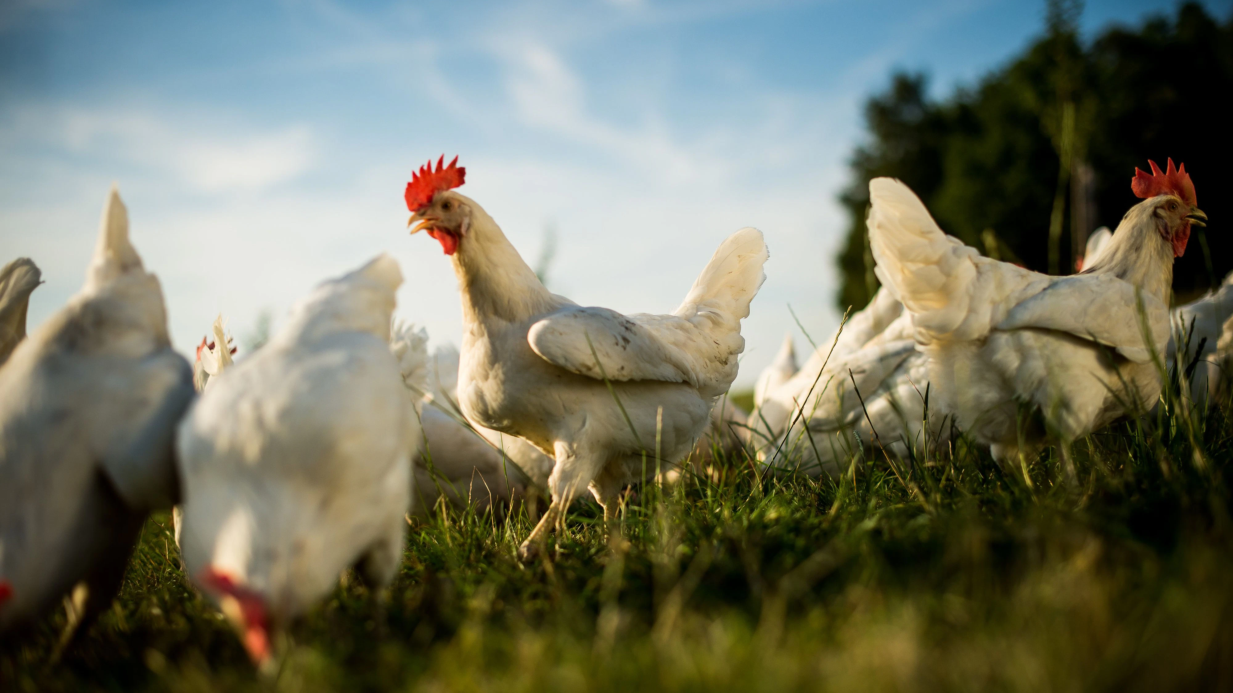 Über alle Lebensmittelkategorien hinweg ist den Österreicher:innen die regionale Herkunft der Eier am wichtigsten.
