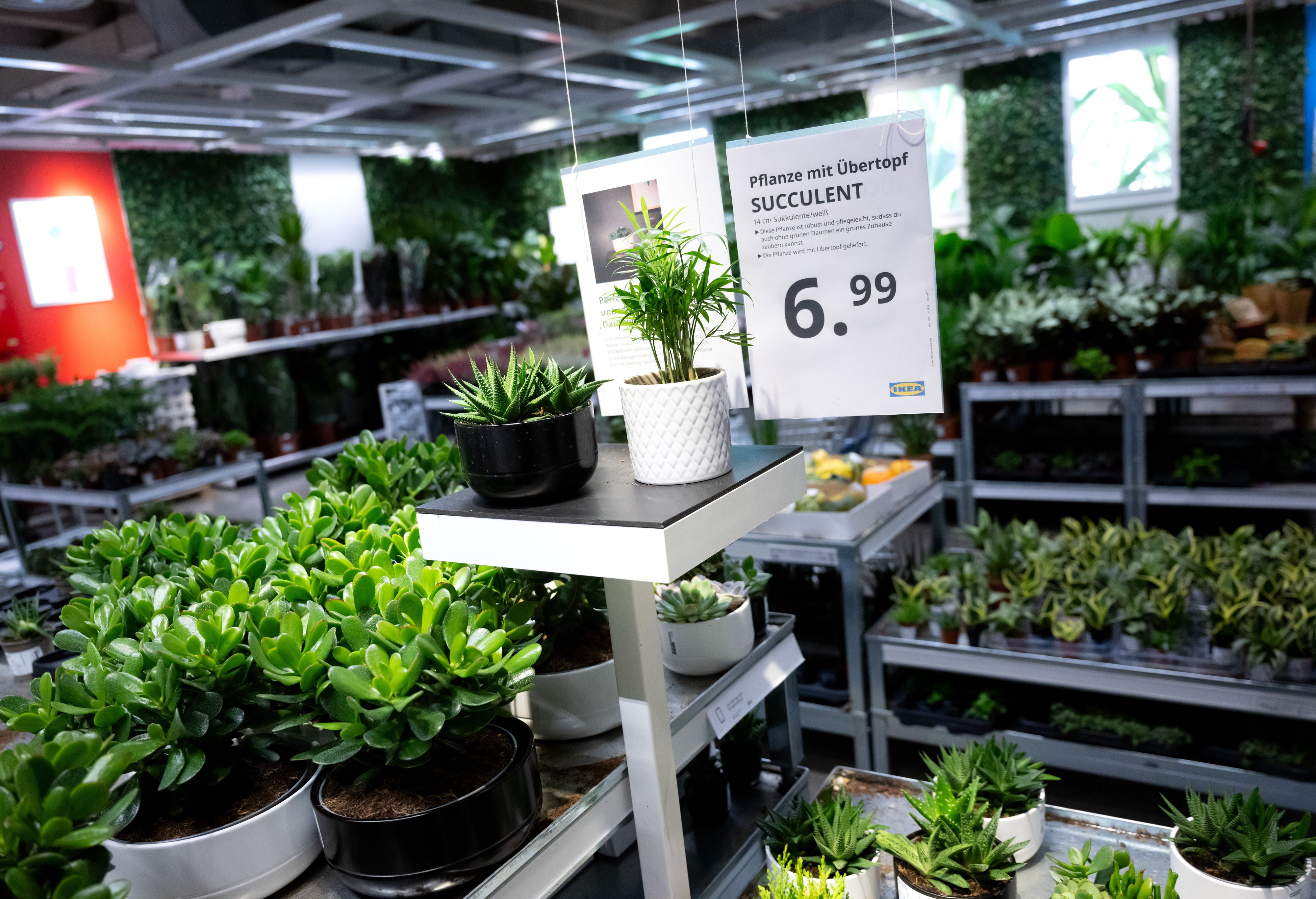 Auch in der Pflanzenabteilung bei IKEA lösen sich immer wieder Blätter von selbst. Simon sammelt diese