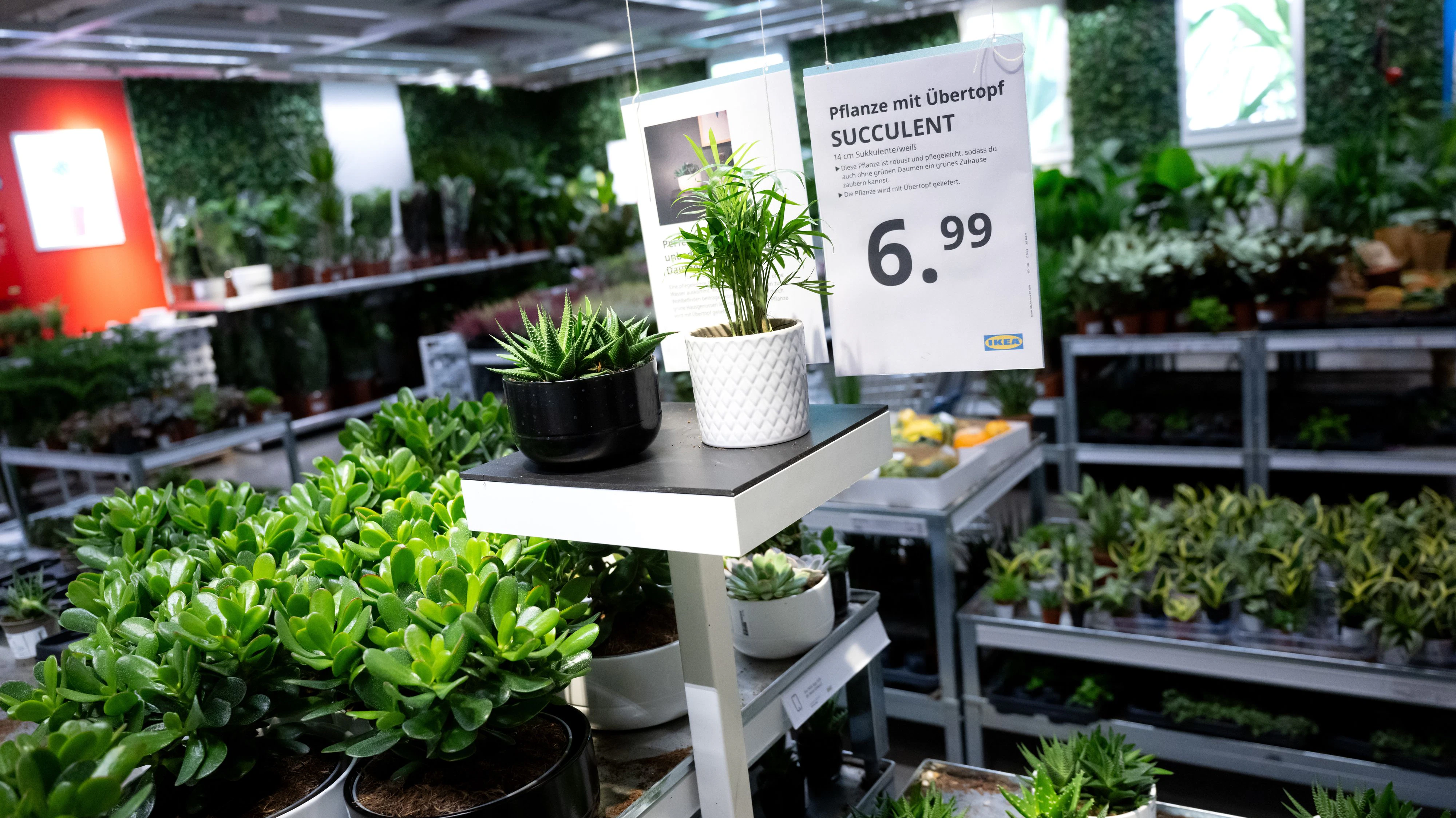 Auch in der Pflanzenabteilung bei IKEA lösen sich immer wieder Blätter von selbst. Simon sammelt diese