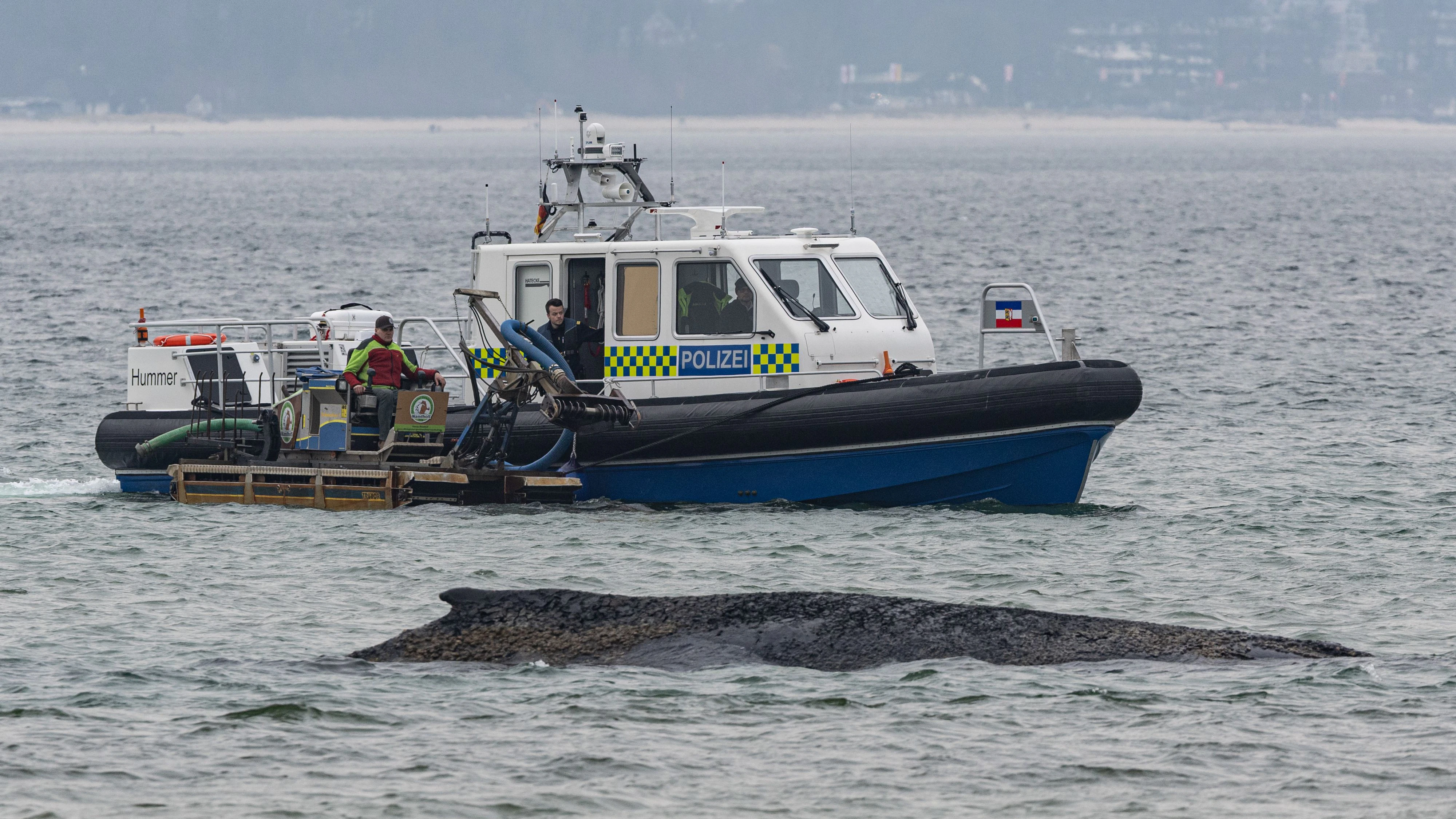Der Wal konnte nicht befreit werden.