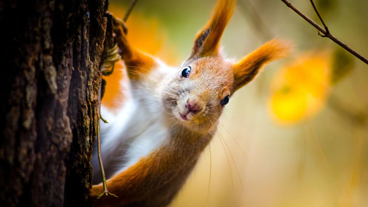 Heute.at - Weißt du, wie alt das Eichhörnchen wird?