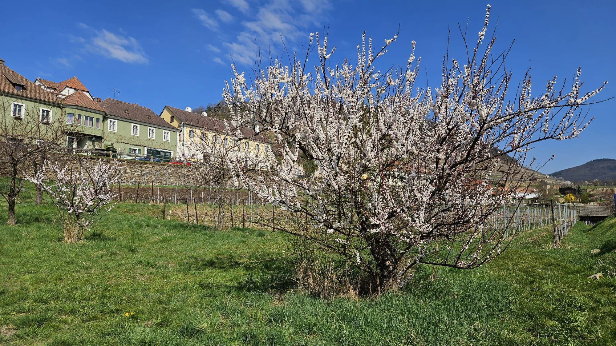 100.000 Marillenbäume stehen allein in der Wachau.